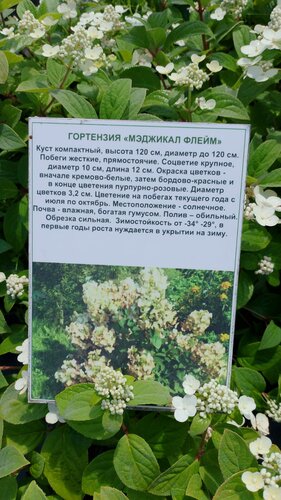 Өсімдіктер тәлімбағы Биолит, Алтай өлкесі, фото