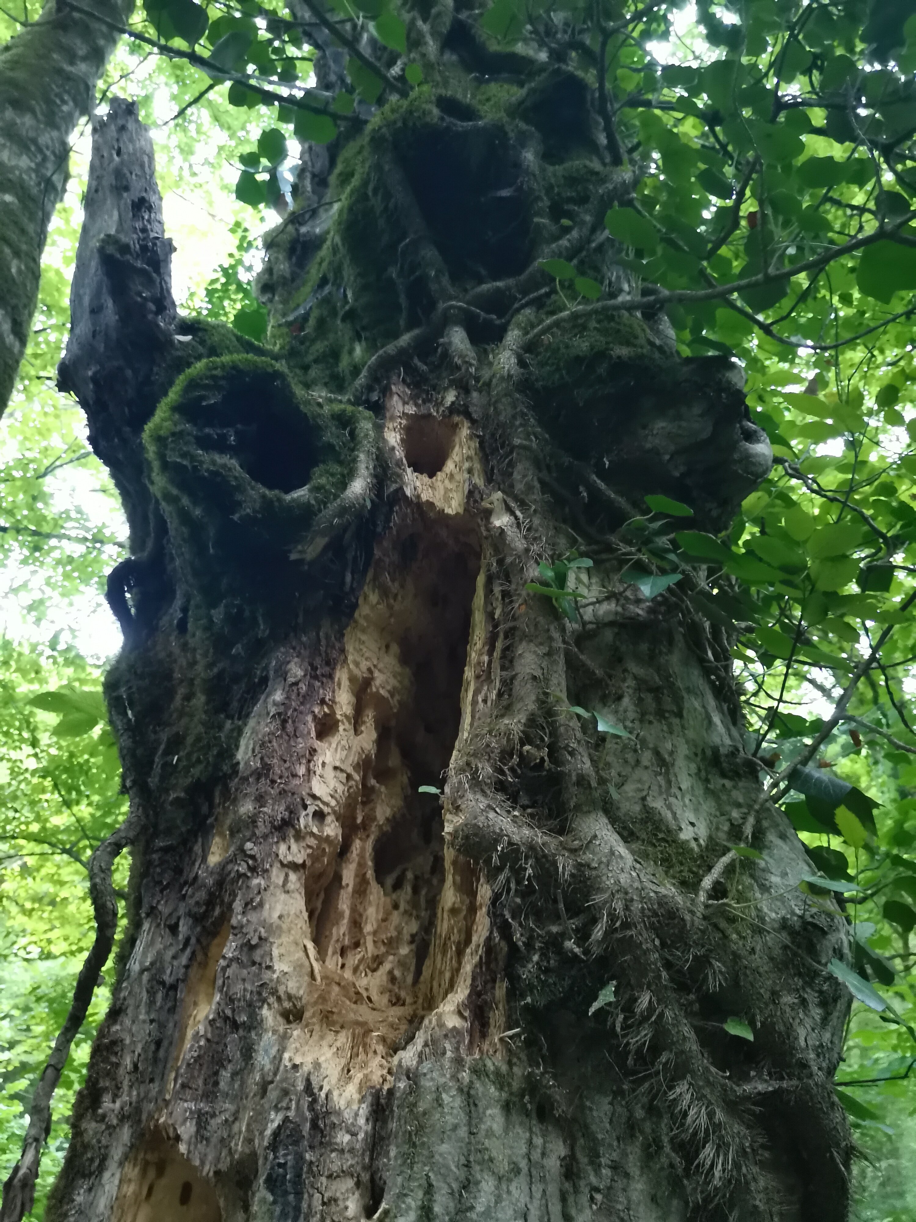 Фото Forest Club