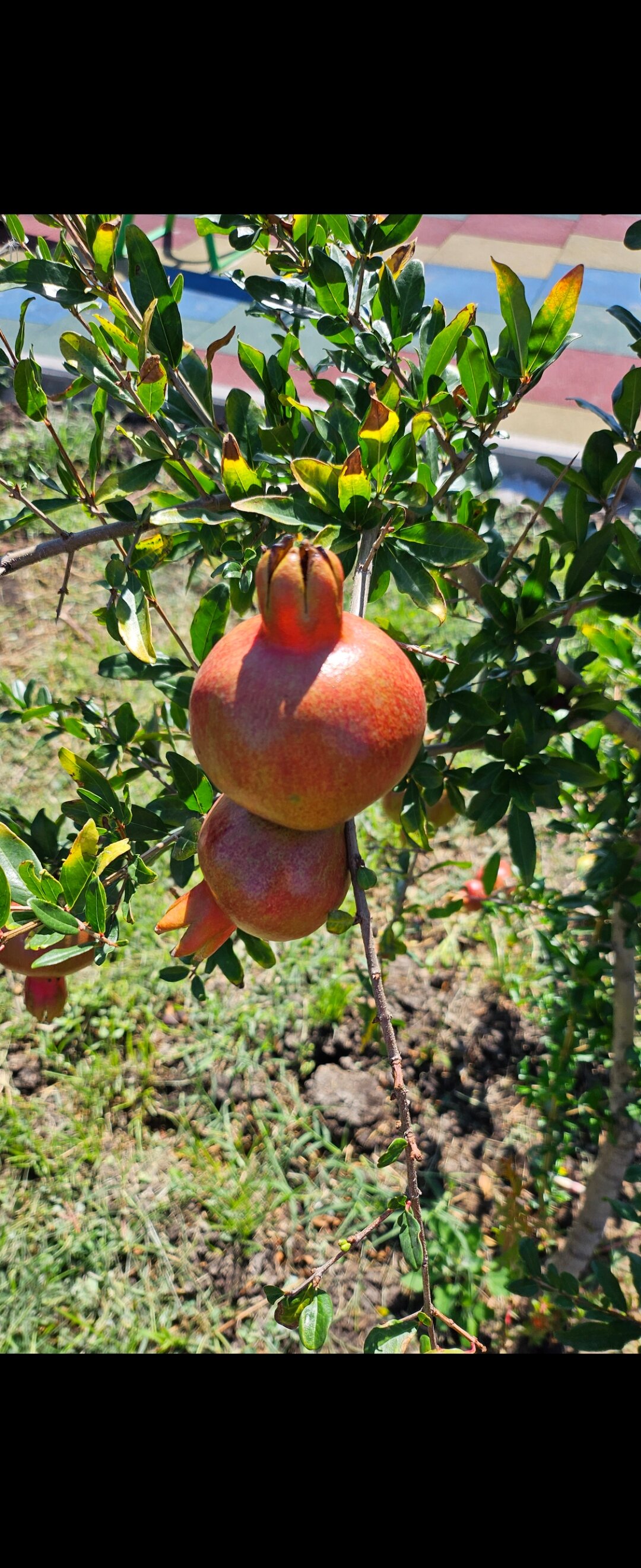 Фото Мамрач