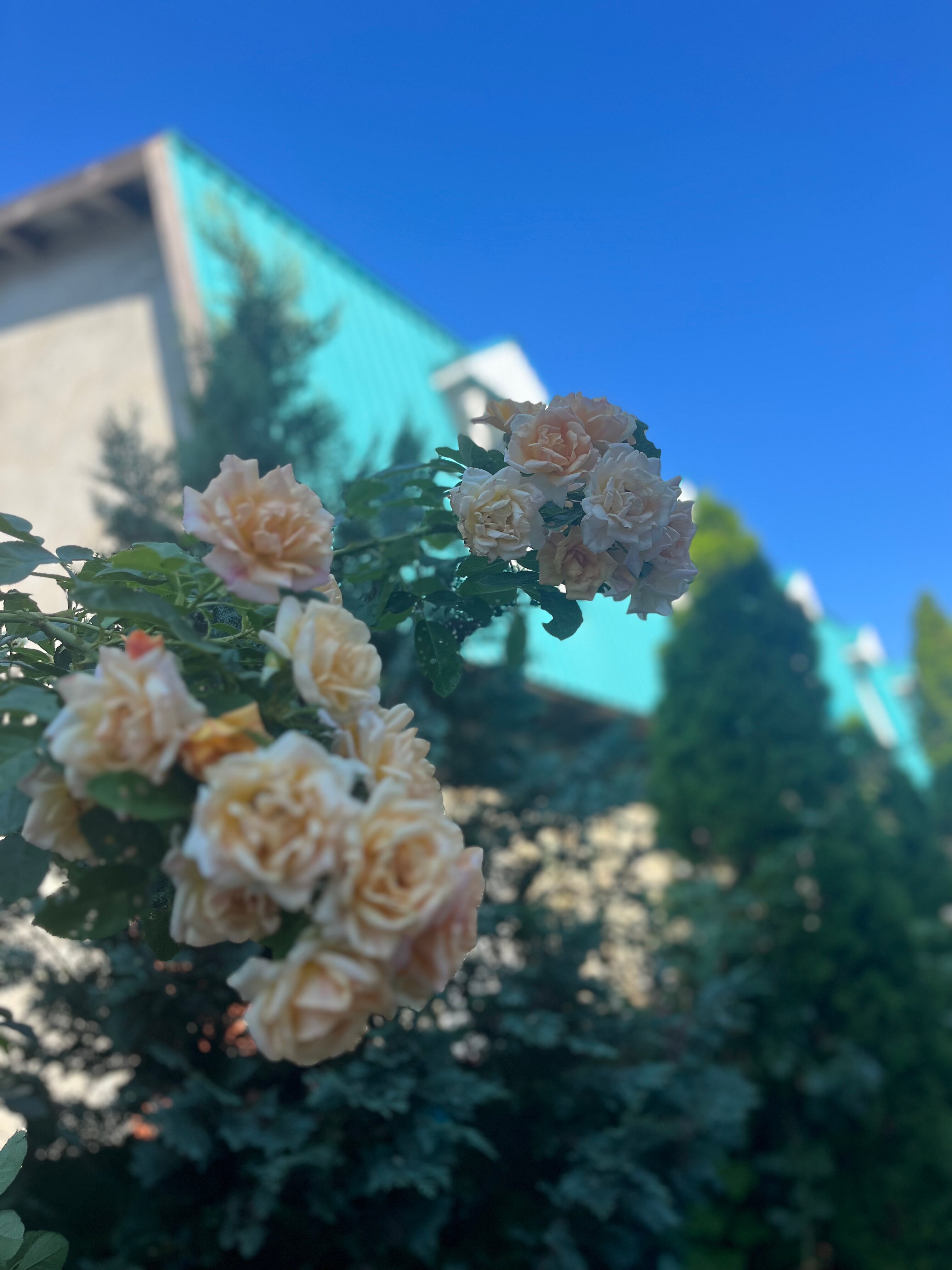 Фото Бирюза - Гранат