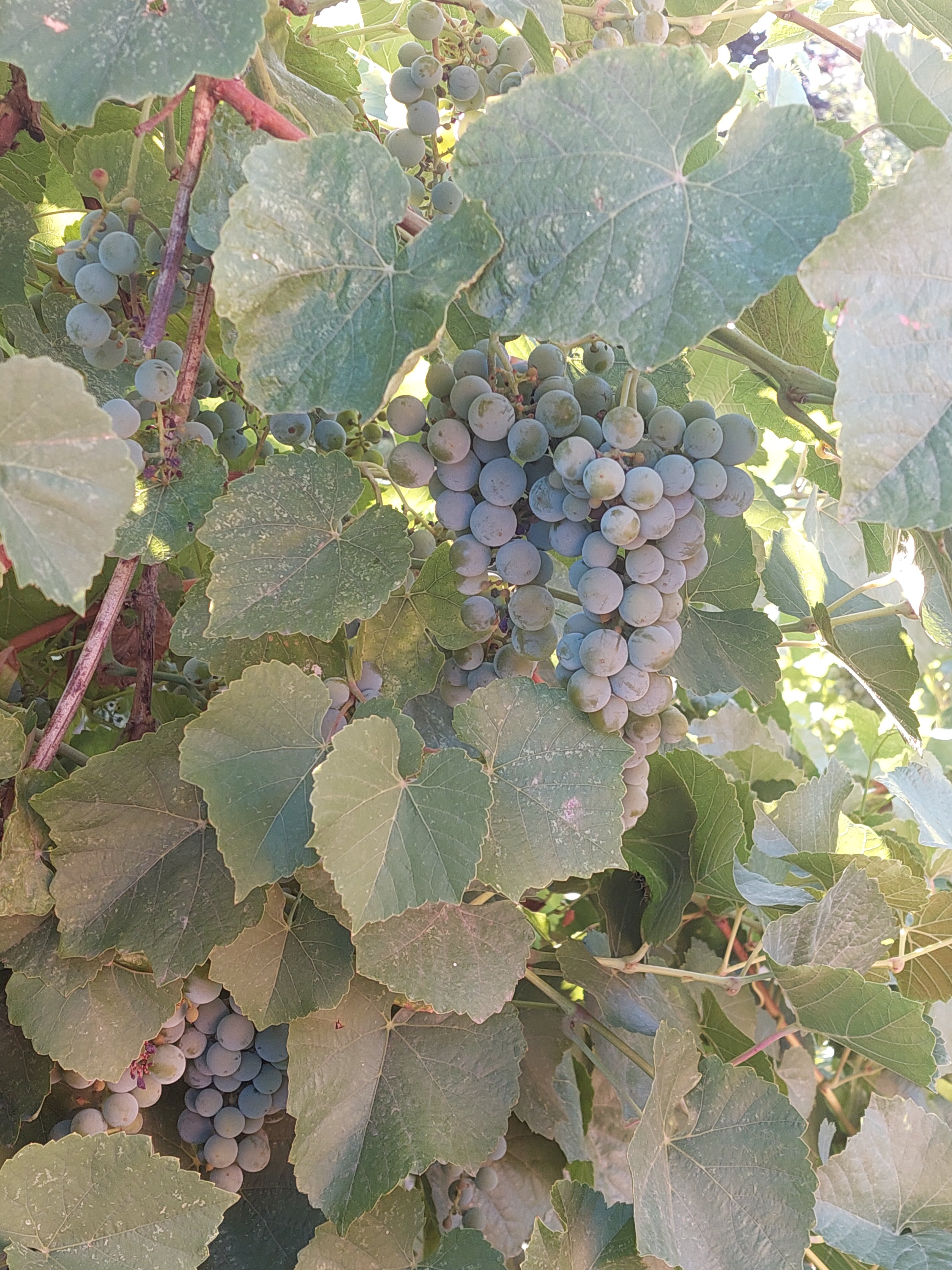 Фото Баунти