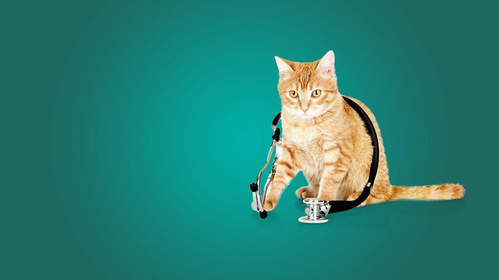 Veterinary clinic Olympos Veteriner Klinigi, Antalya, photo