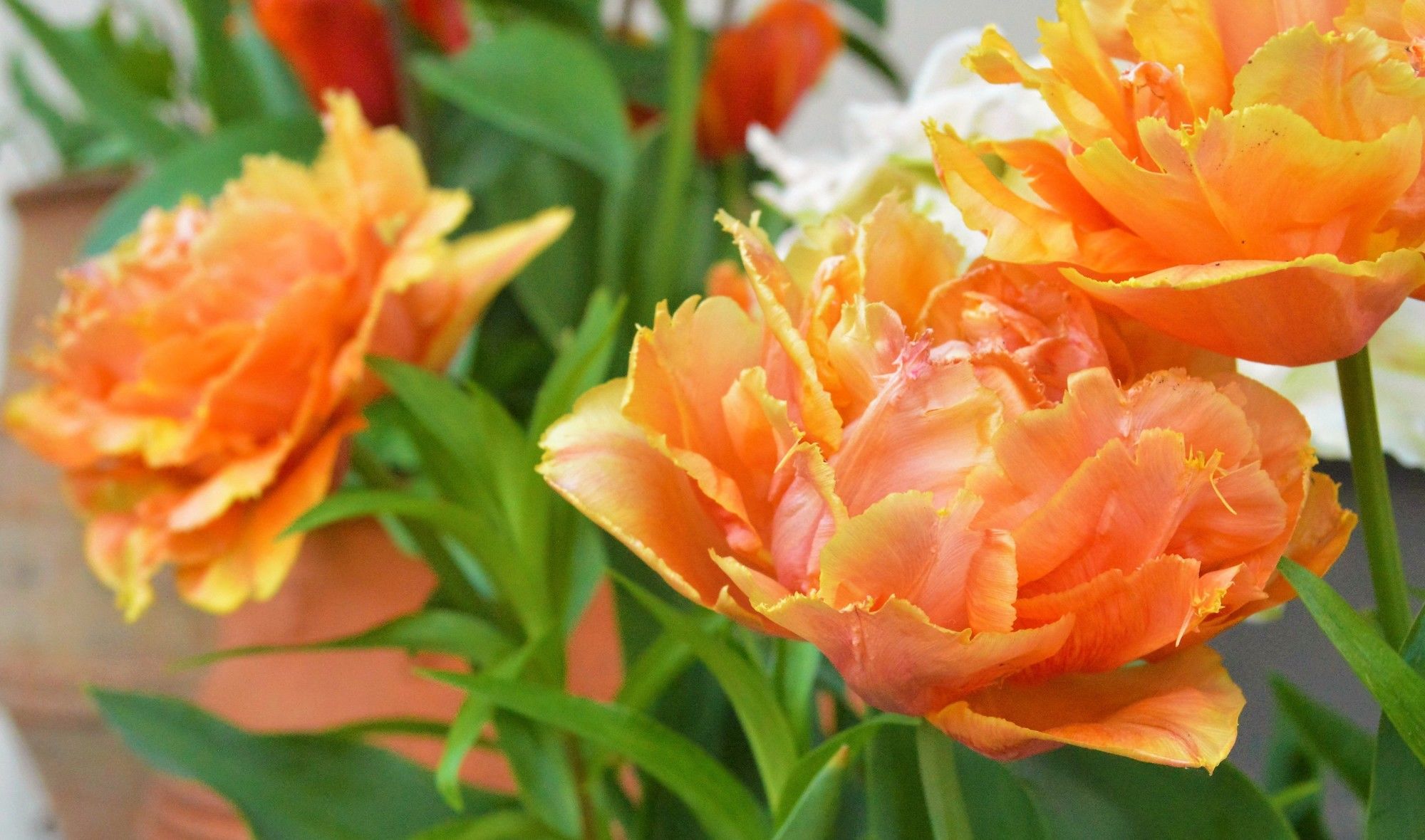 Фото Alexakis Hotel & SPA