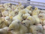 Broiler SPb (derevnya Poroshkino, sadovodcheskoye nekommercheskoye tovarishchestvo Beryozka, 209), productos agrícolas