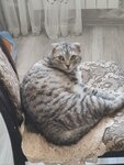 Зоомагазин (Sirenevaya ulitsa, 2), pet shop