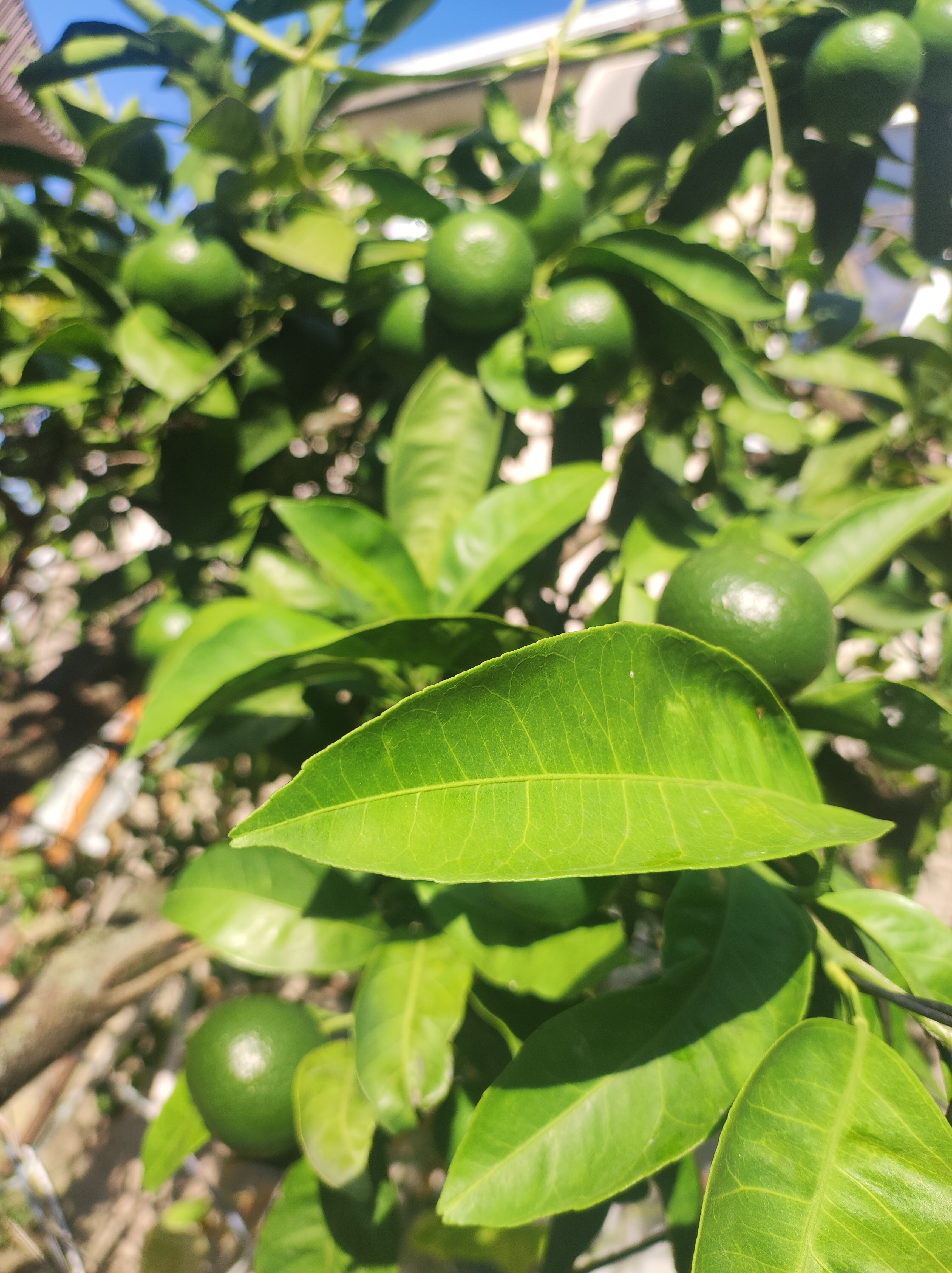 Фото Вартан