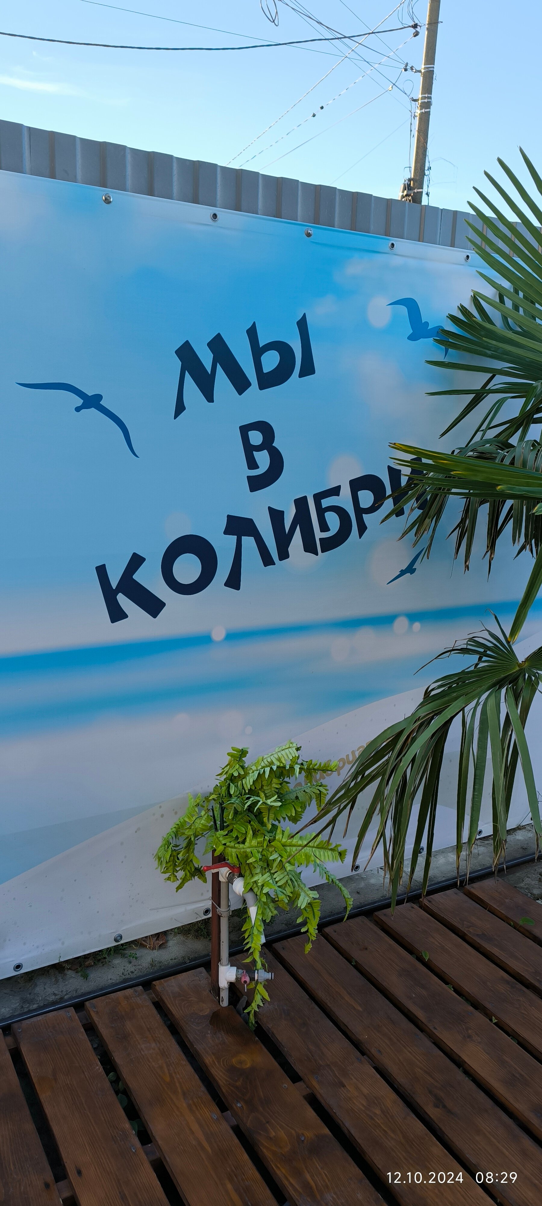 Фото Колибри