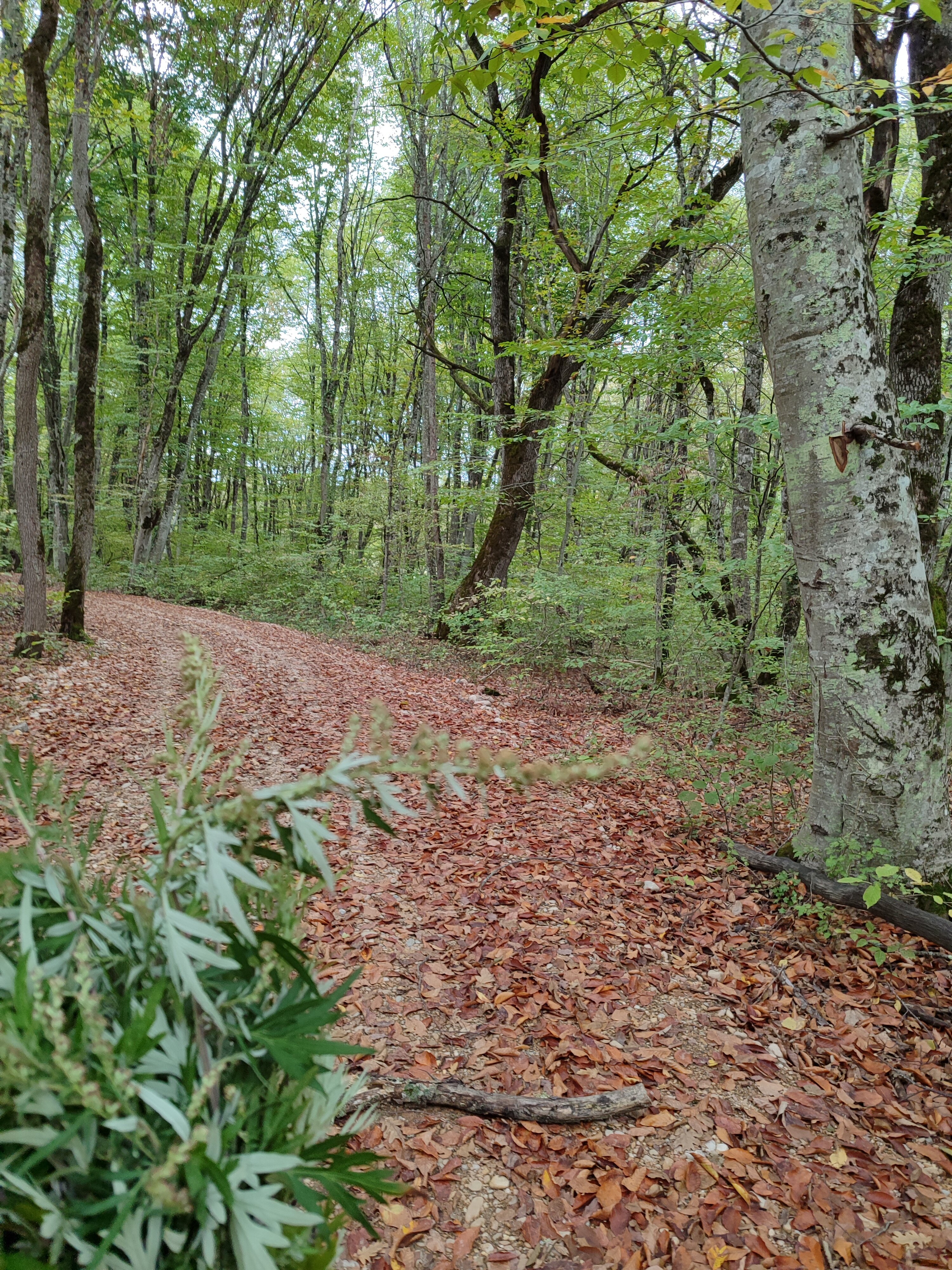 Фото Грушевая вода