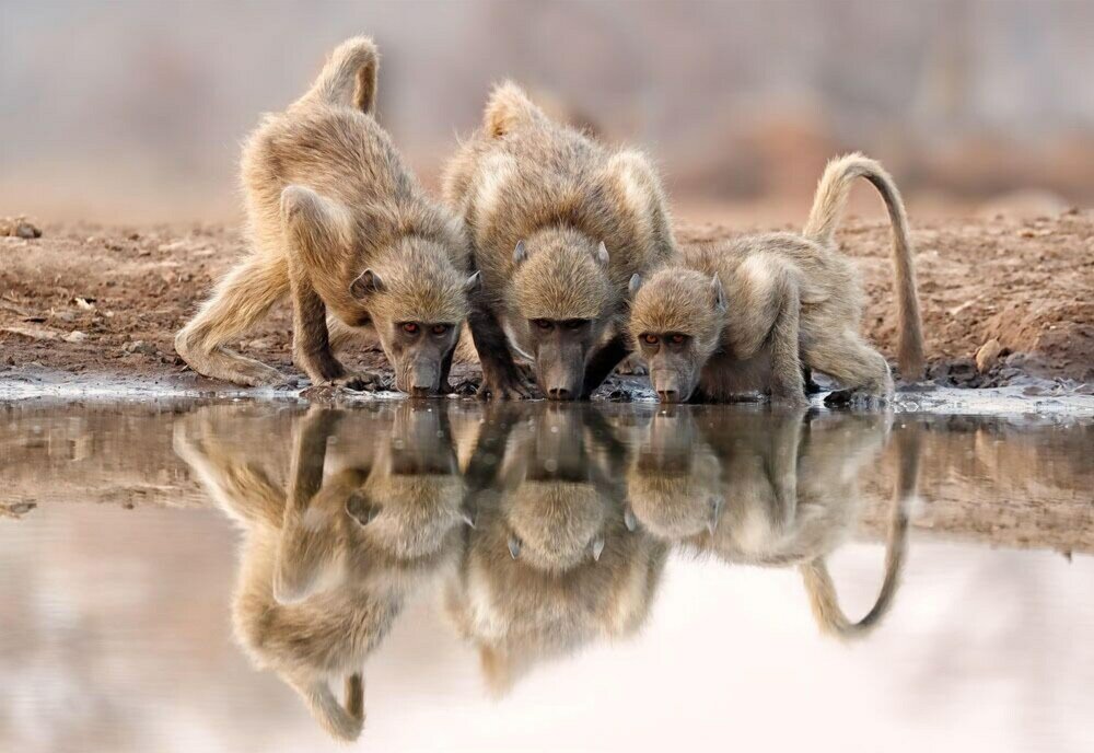 Фото Shalimpo Safari - Mashatu Game Reserve