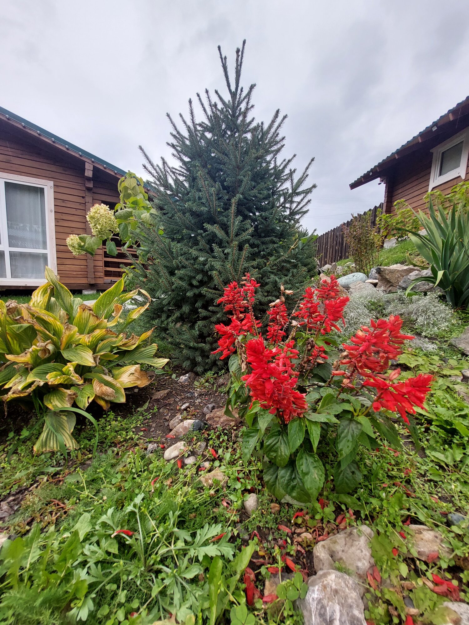 Фото Чемалка