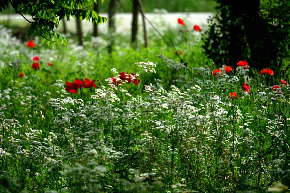 Фото Csdy Guesthouse