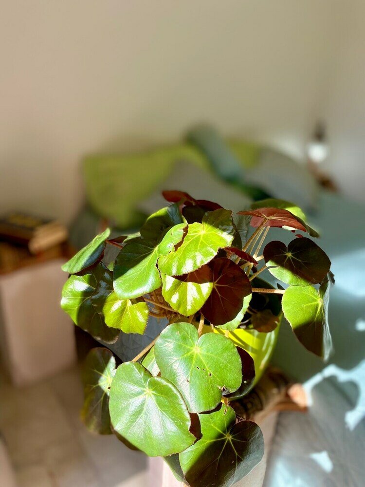 Фото La Pichonita