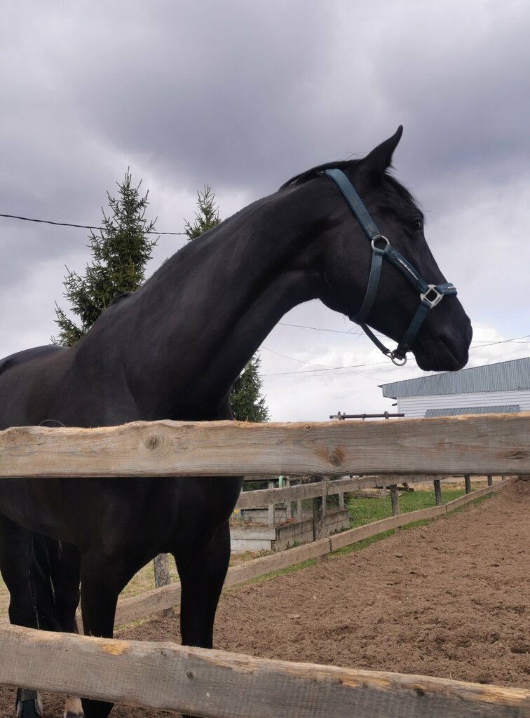 Club de caballos Equestrian Sports Complex Pirouette, , foto