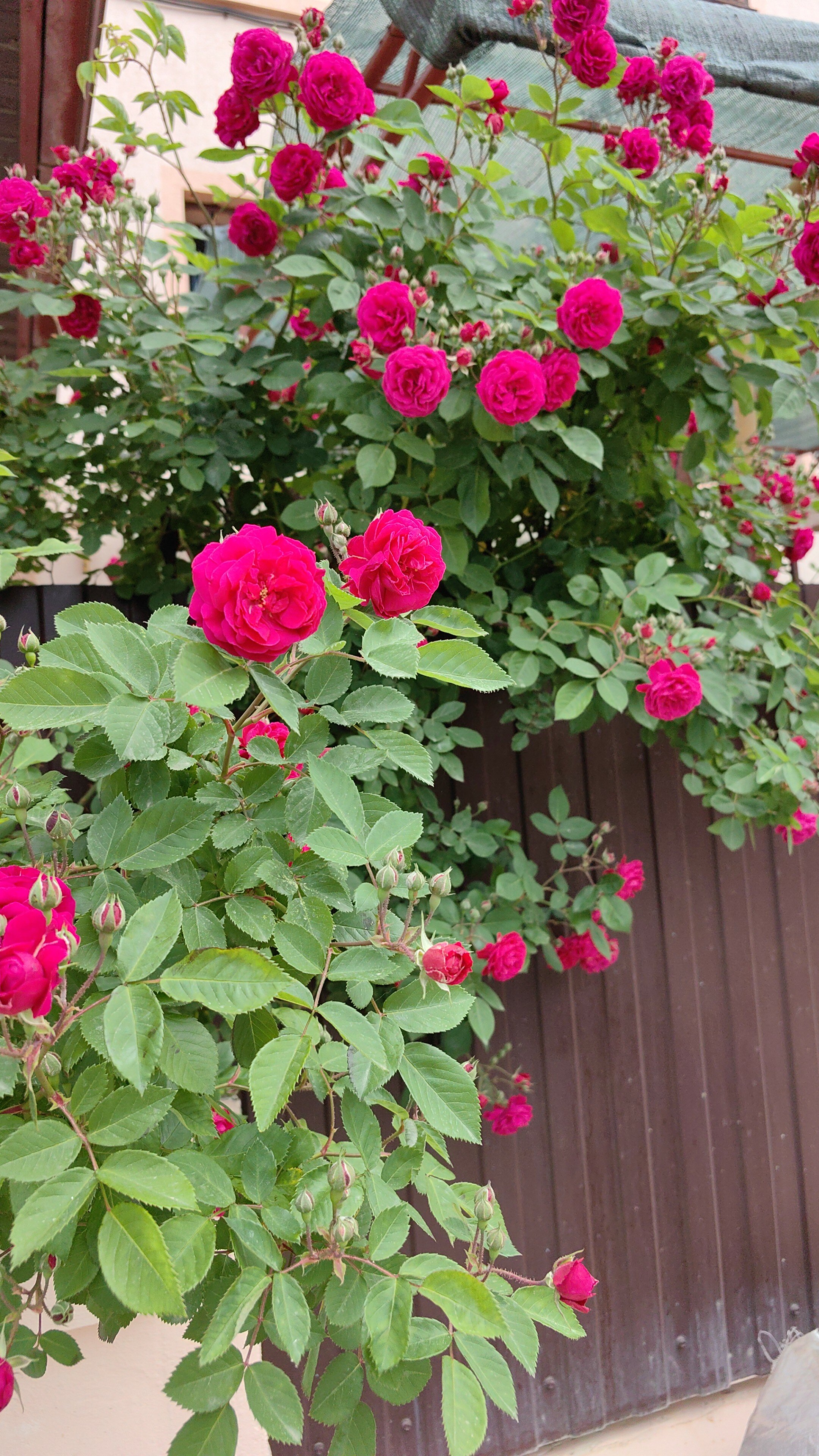 Фото Мебелированные комнаты на Черноморском побережье