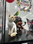 Komas petshop petkuaför (İstanbul, Kağıthane, Sultan Selim Mah., Aybike Sok., 7A), evcil hayvan kuaförleri  Kağıthane'den