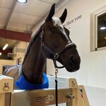 Equine Hydrotherapy Center (22/15, Al Atain 20 Street, Al Atain, Al Bedea, Sharjah), horse riding