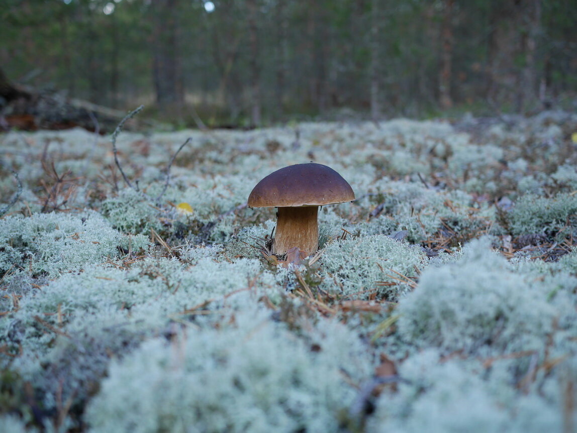 Фото Домик Коиви