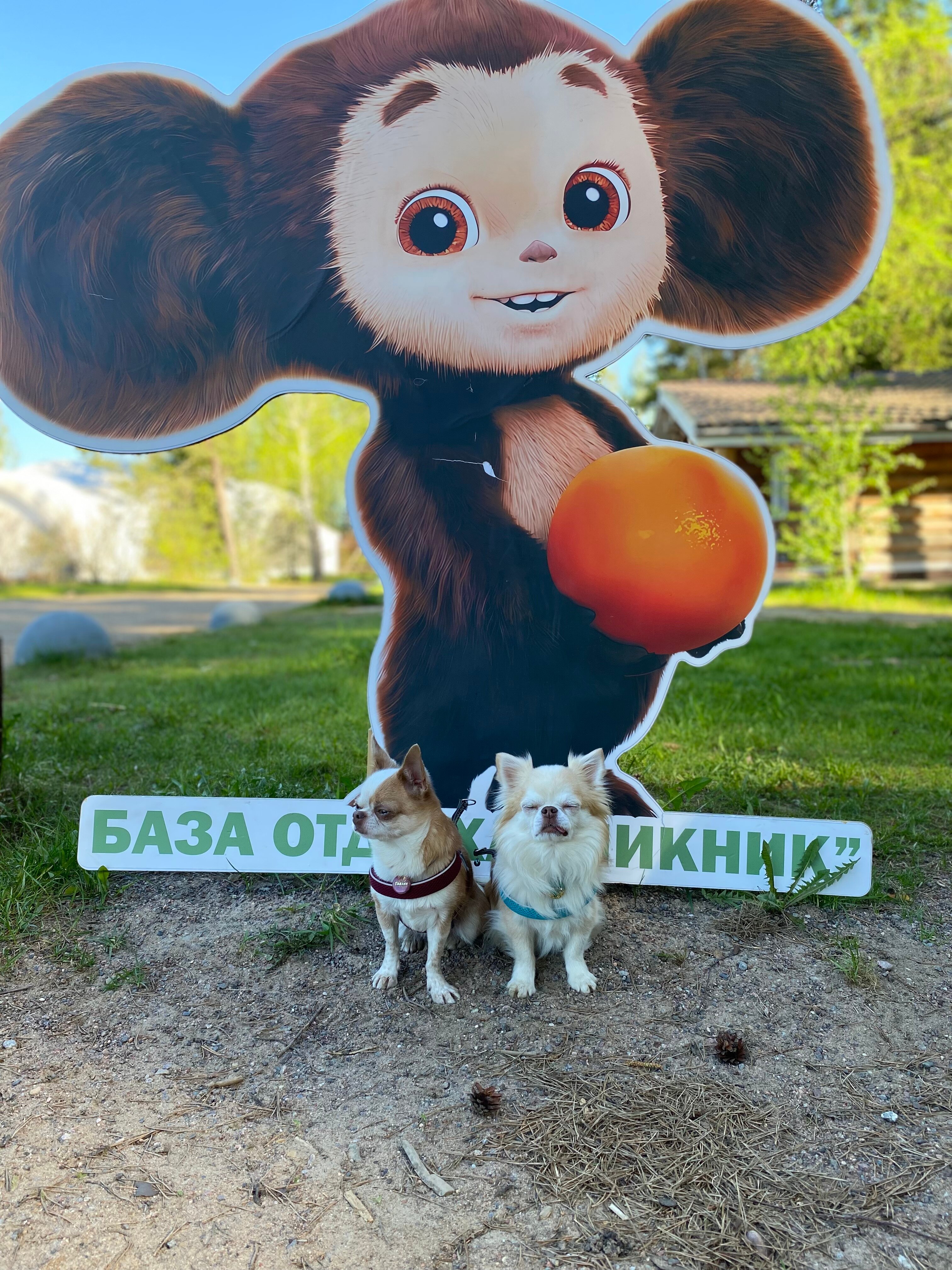 Фото Пикник