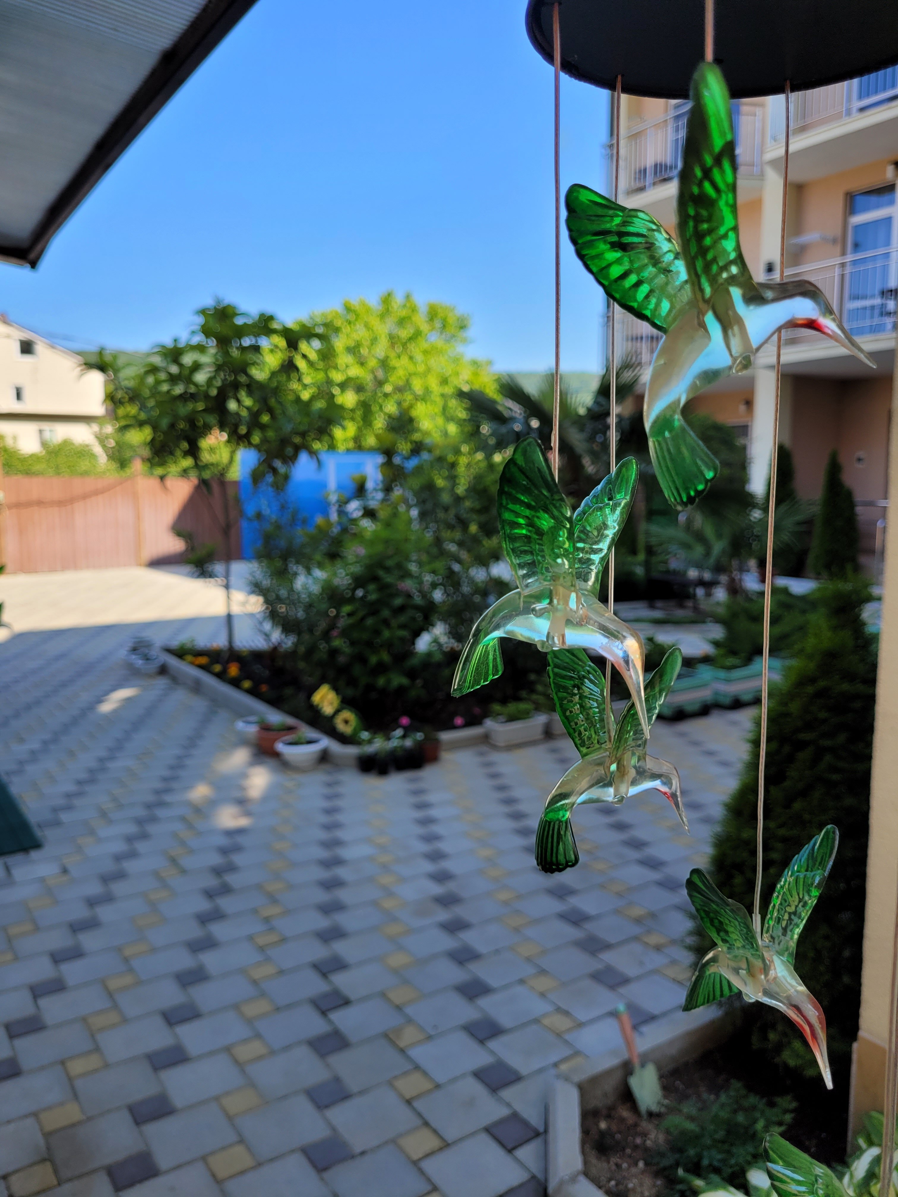 Фото Колибри