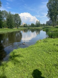 Парк Есенина (Saint Petersburg, park Yesenina) ، منتزه