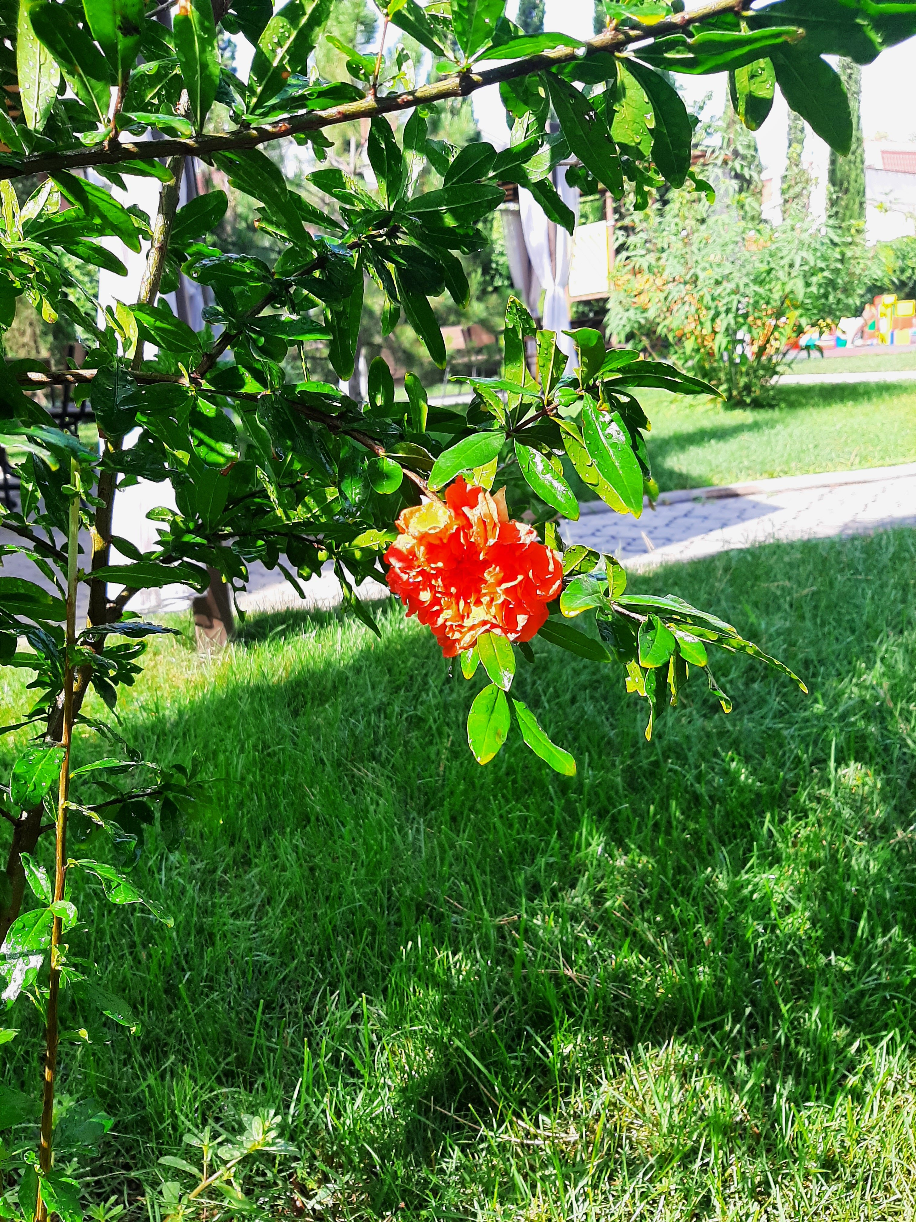 Фото Морской конек