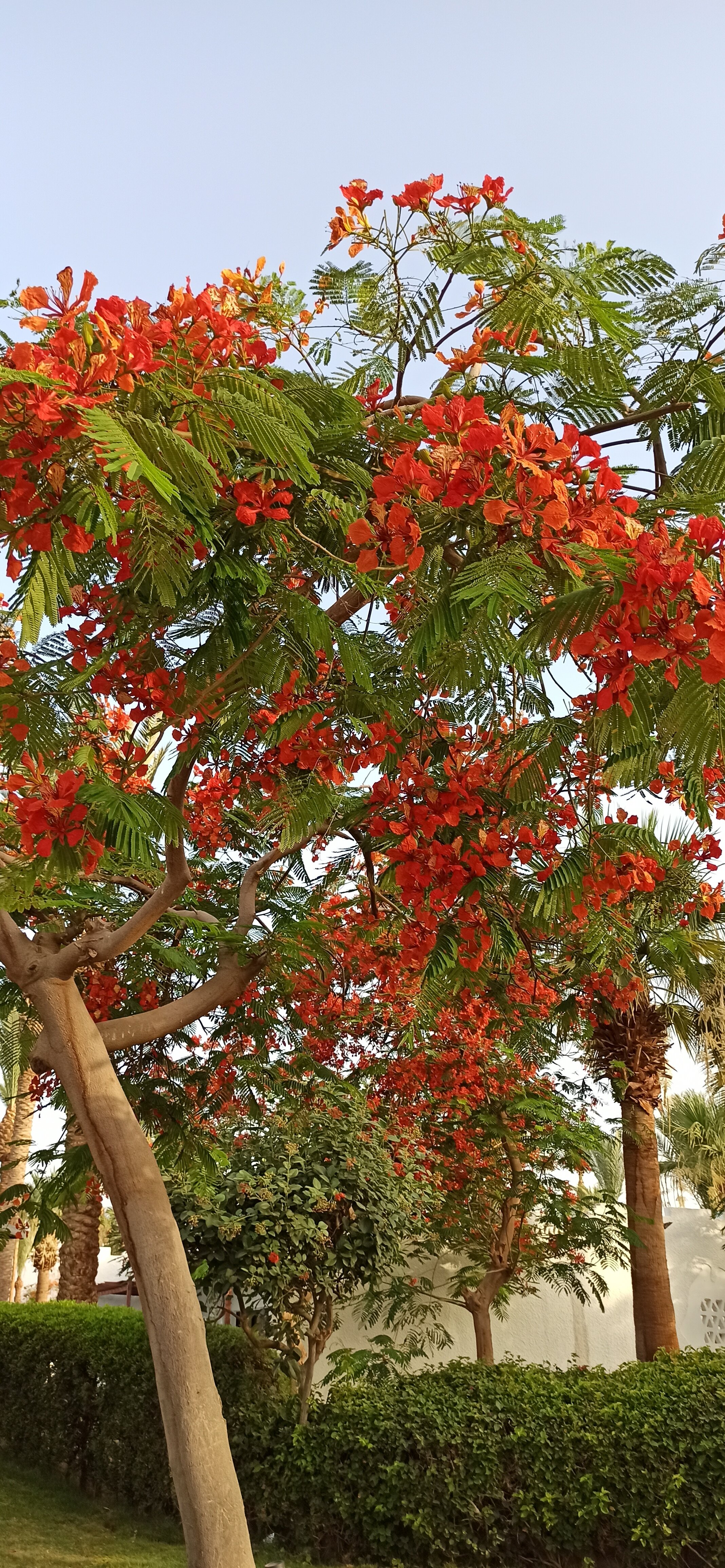 Фото Jaz Fayrouz