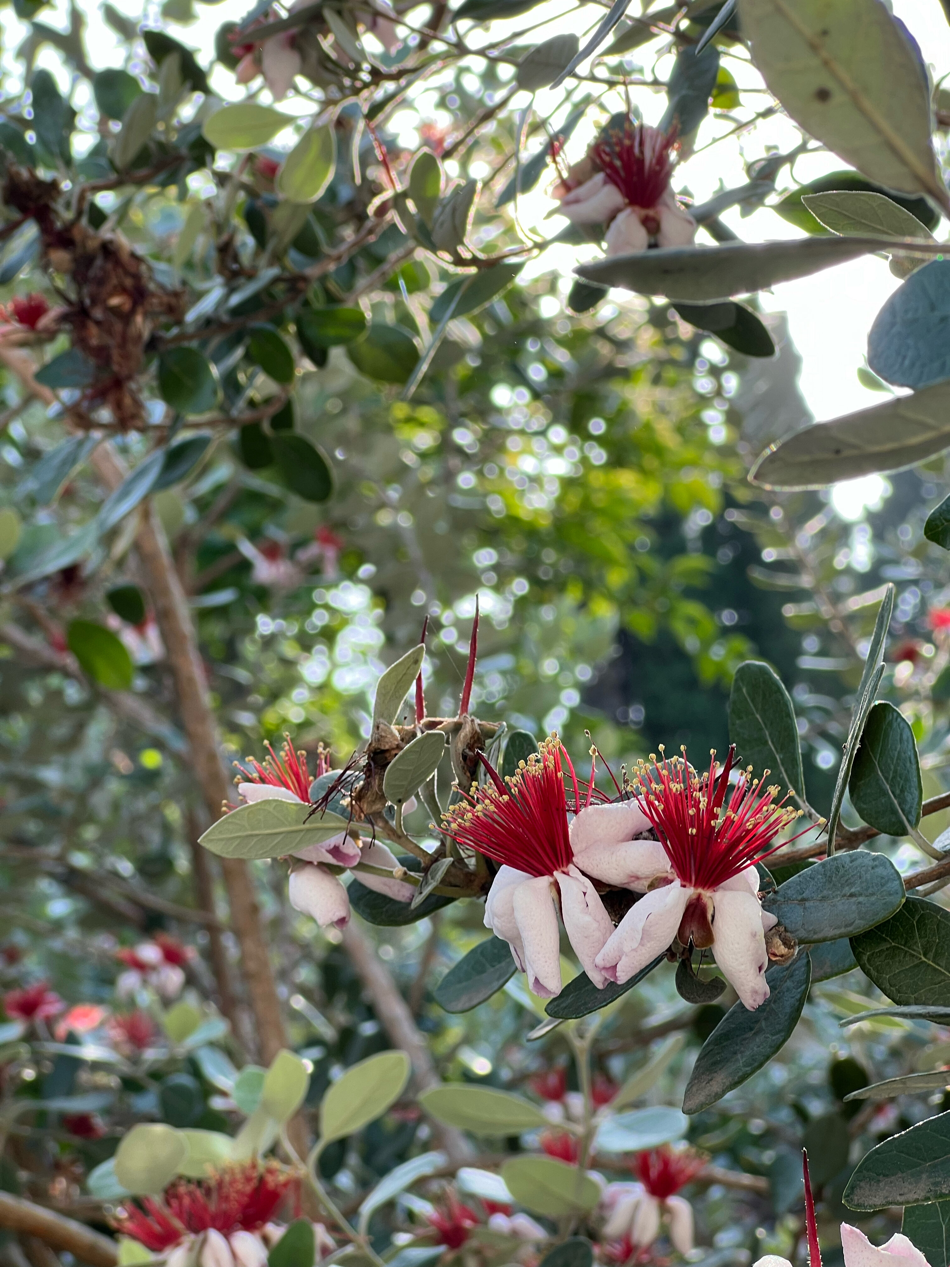 Фото Гостевой дом Кипарис