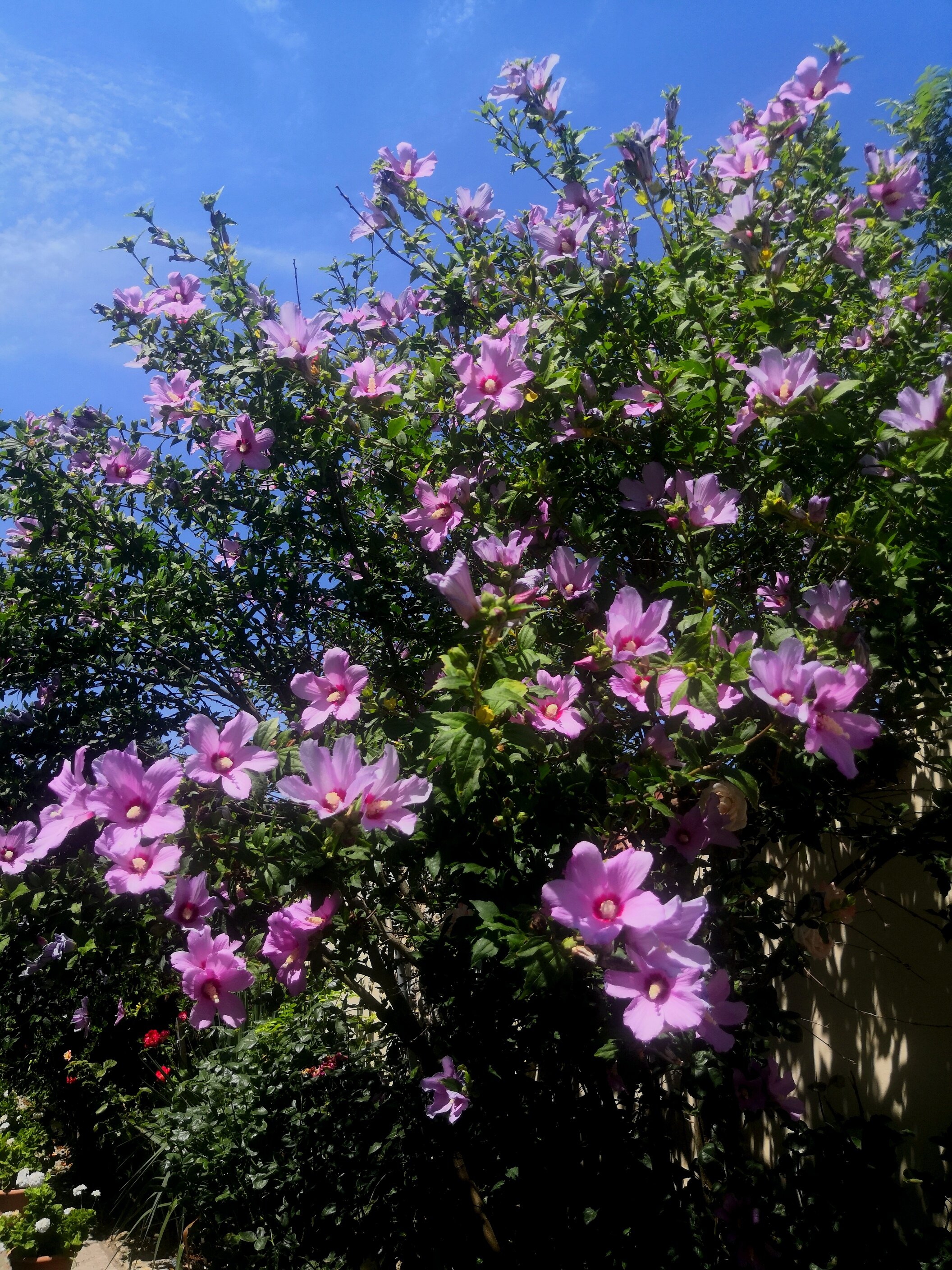 Фото Роза ветров