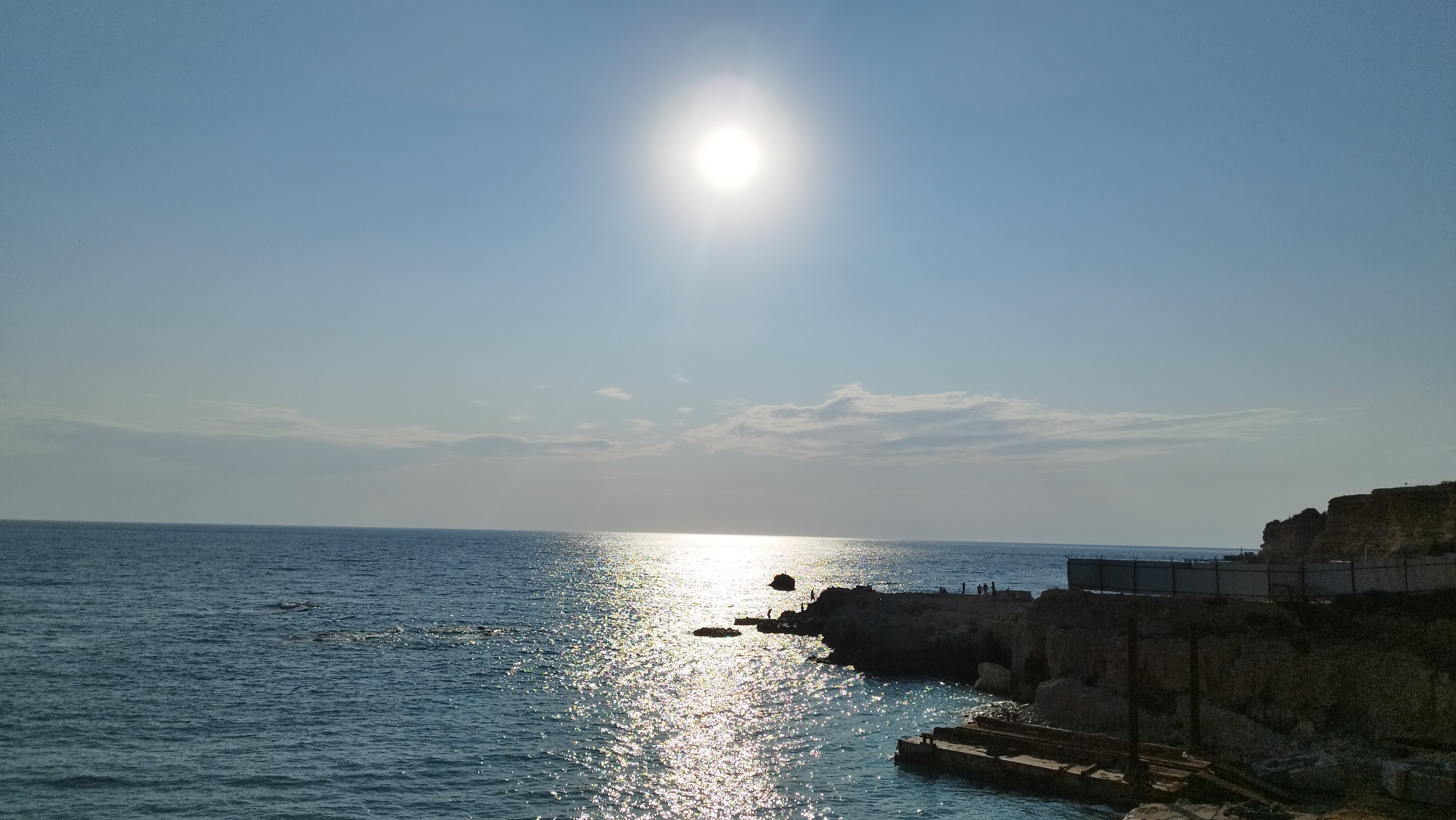 Фото Бамбук