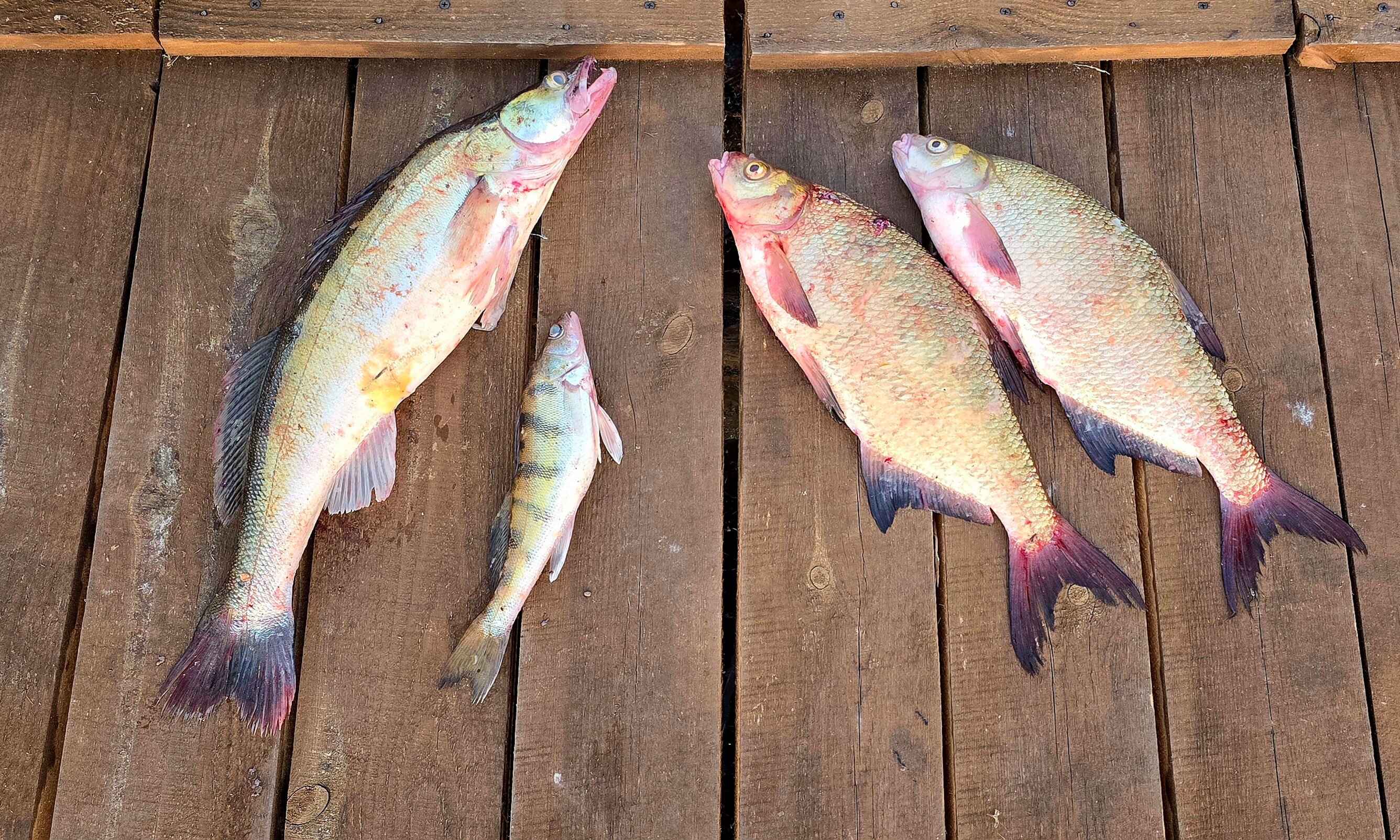 Фото Два пескаря