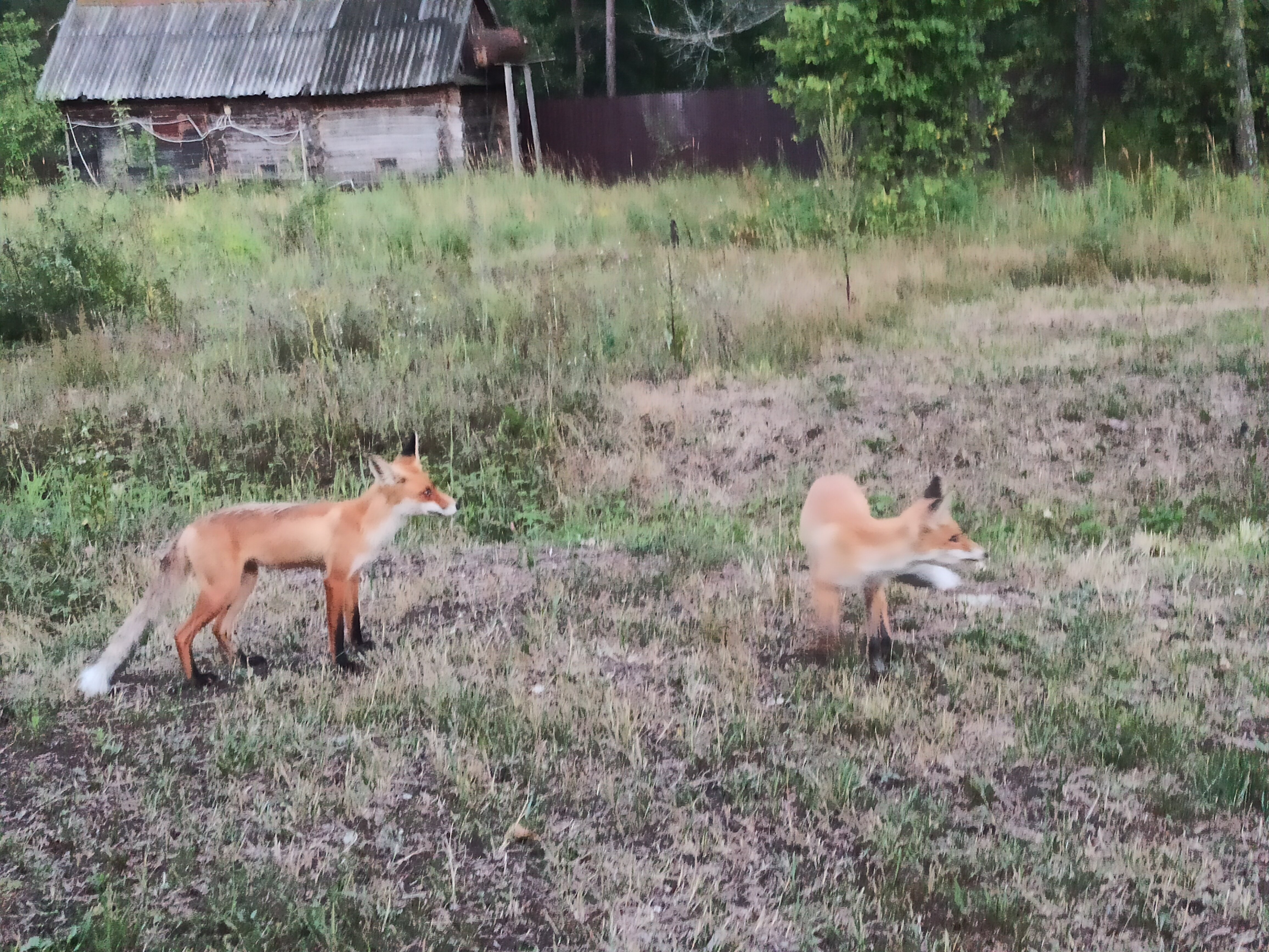 Фото Д-град