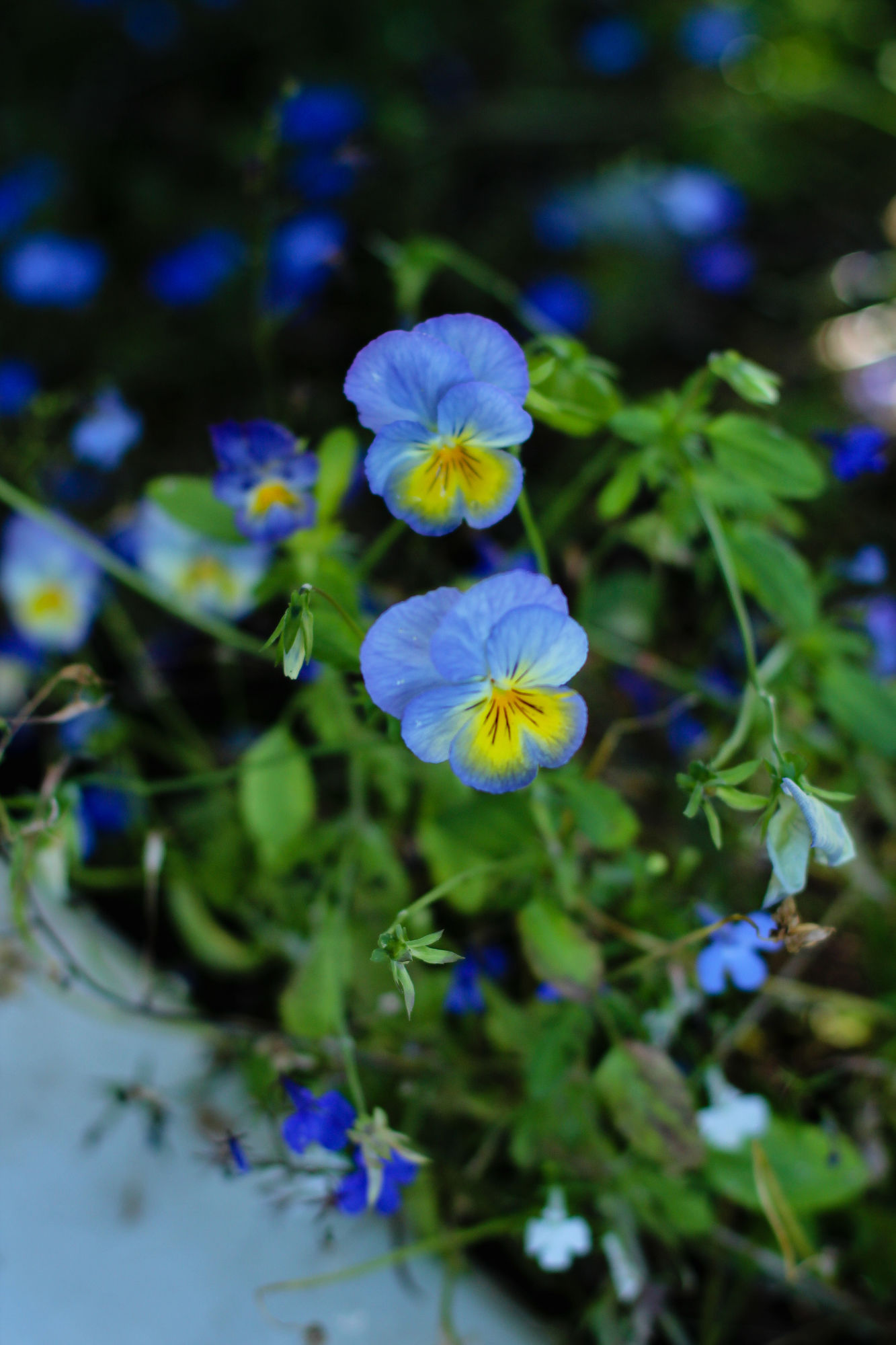 Фото Whispering Oaks