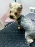 Мокрый нос (Tankista Aleksandrova Street, 11), pet salon