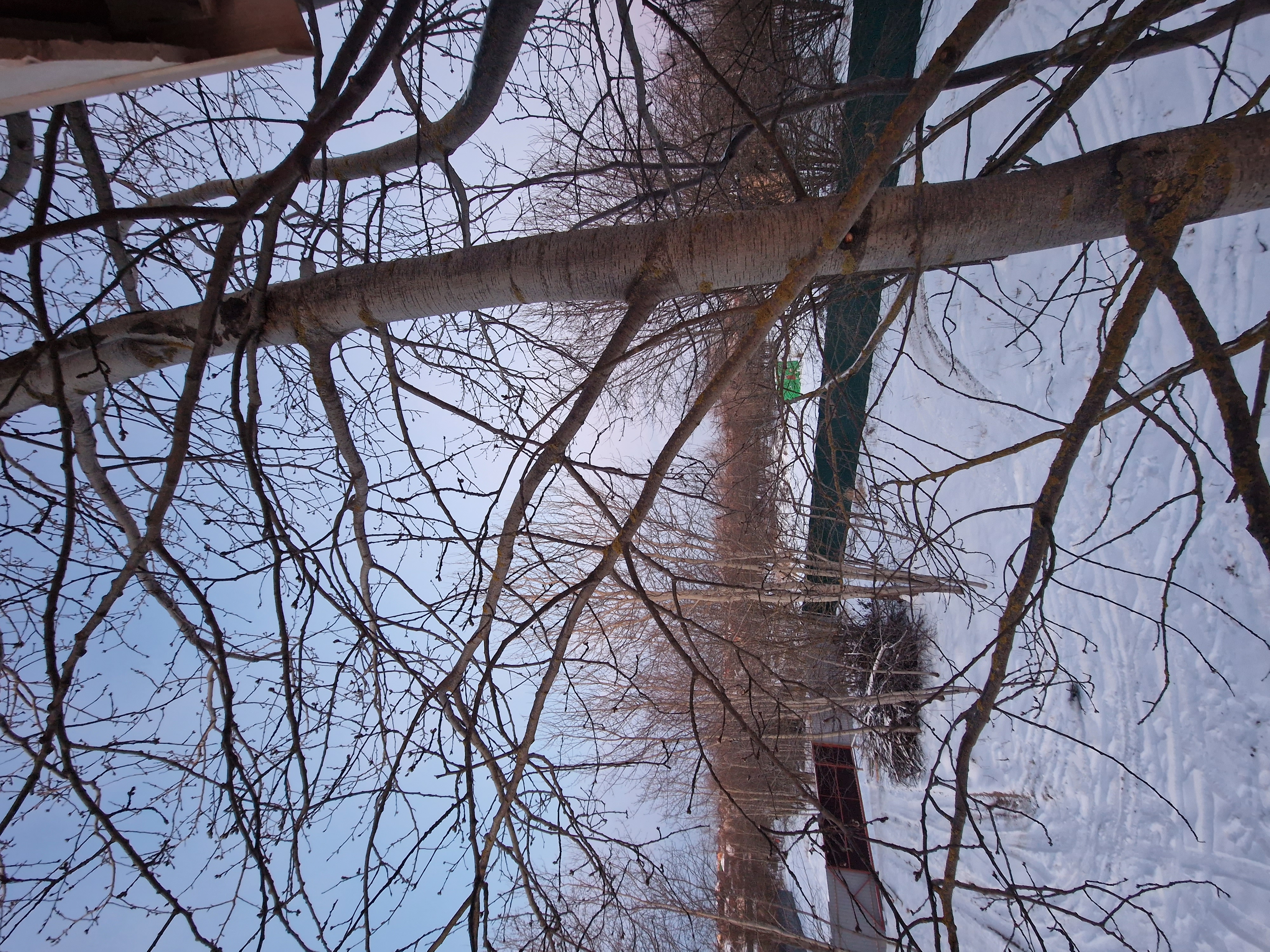 Фото Светлая роща