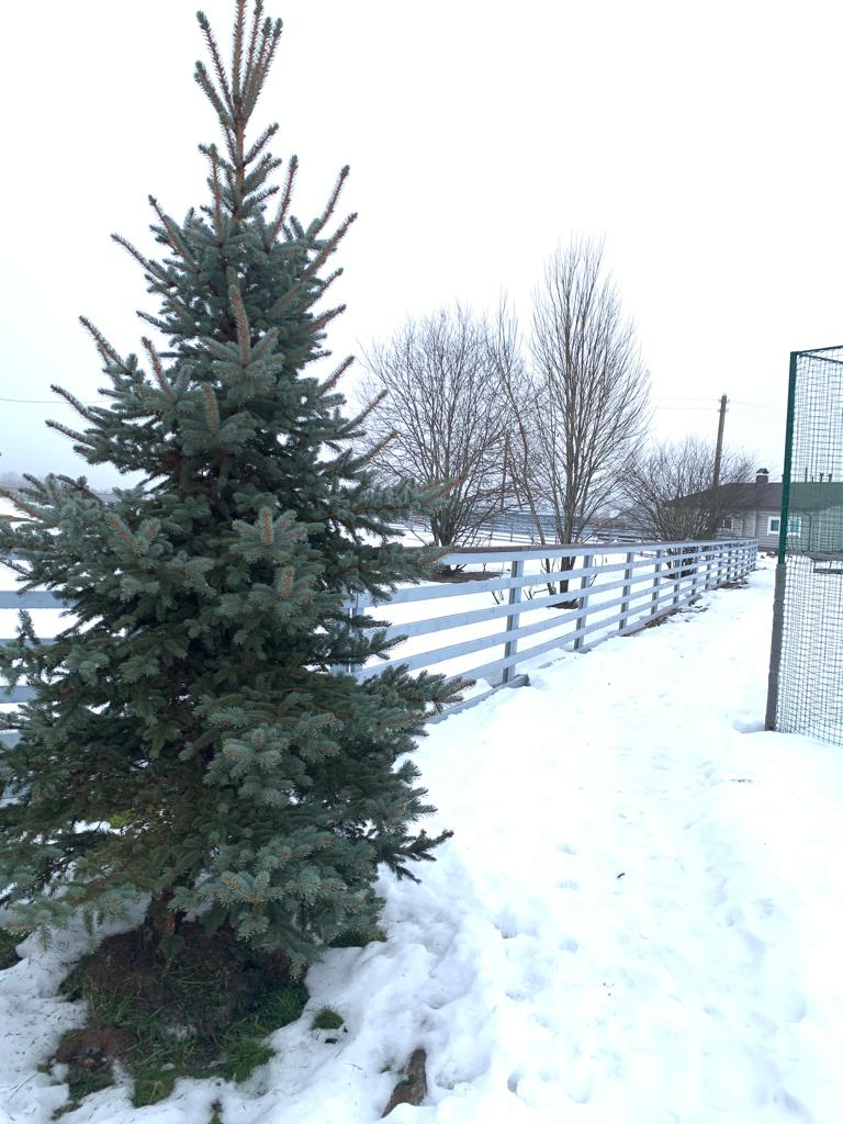 Фото Егорово поместье