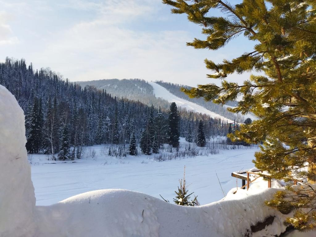 Фото Золотая сова