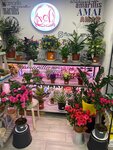 Амариллис (Сивашская ул., 11), магазин цветов в Москве