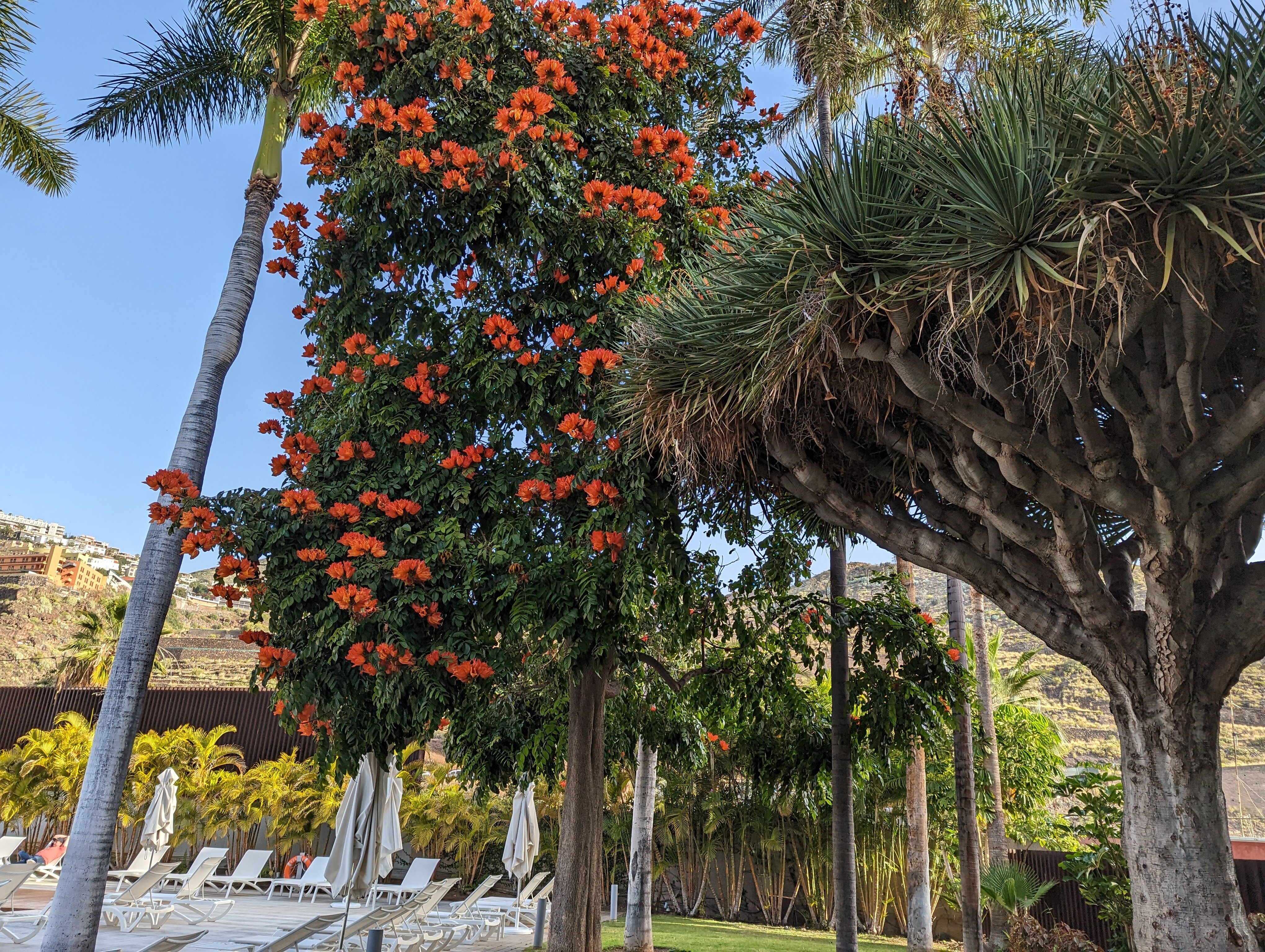 Фото Iberostar Heritage Grand Mencey