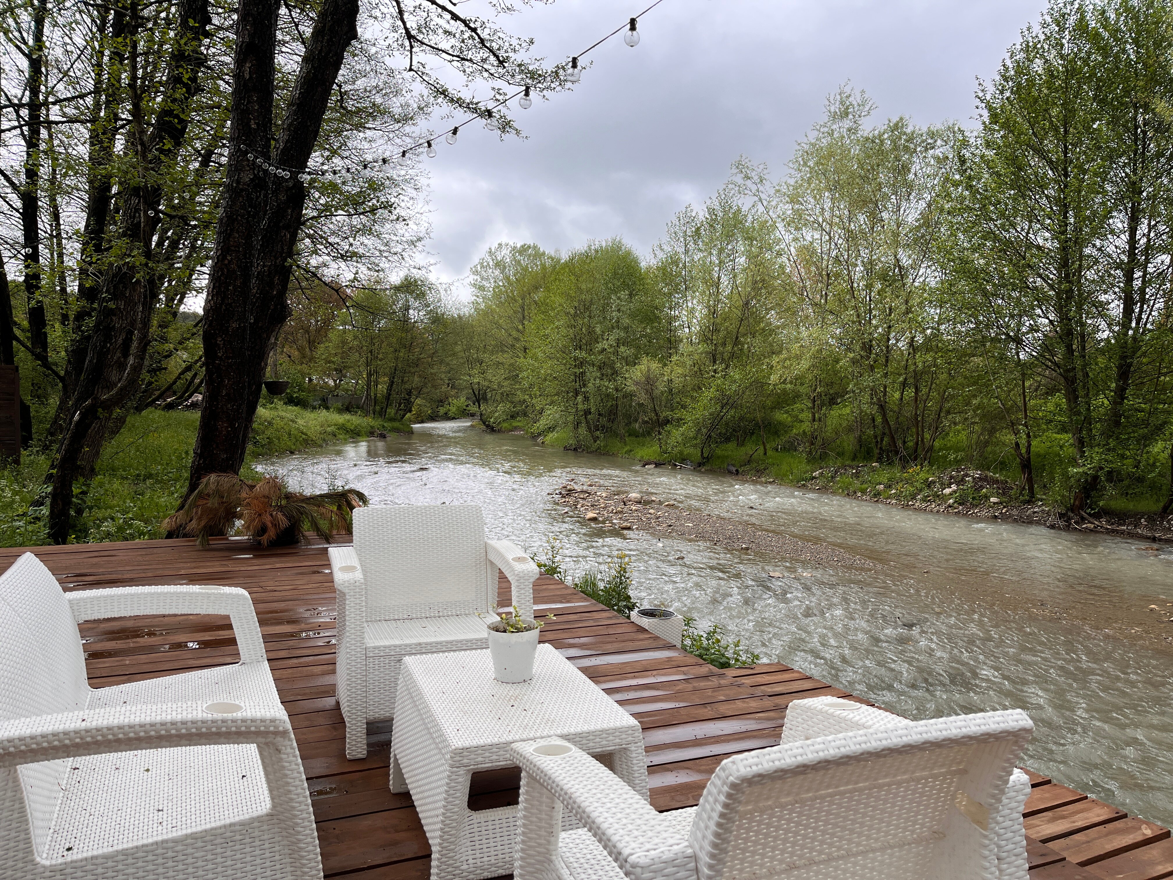 Фото Богатый лес