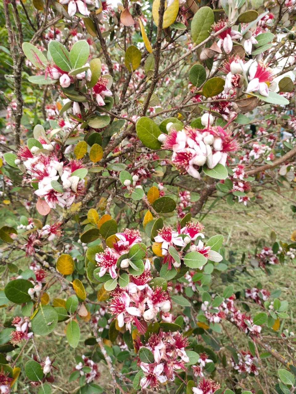 Фото Гостевой дом Шанти