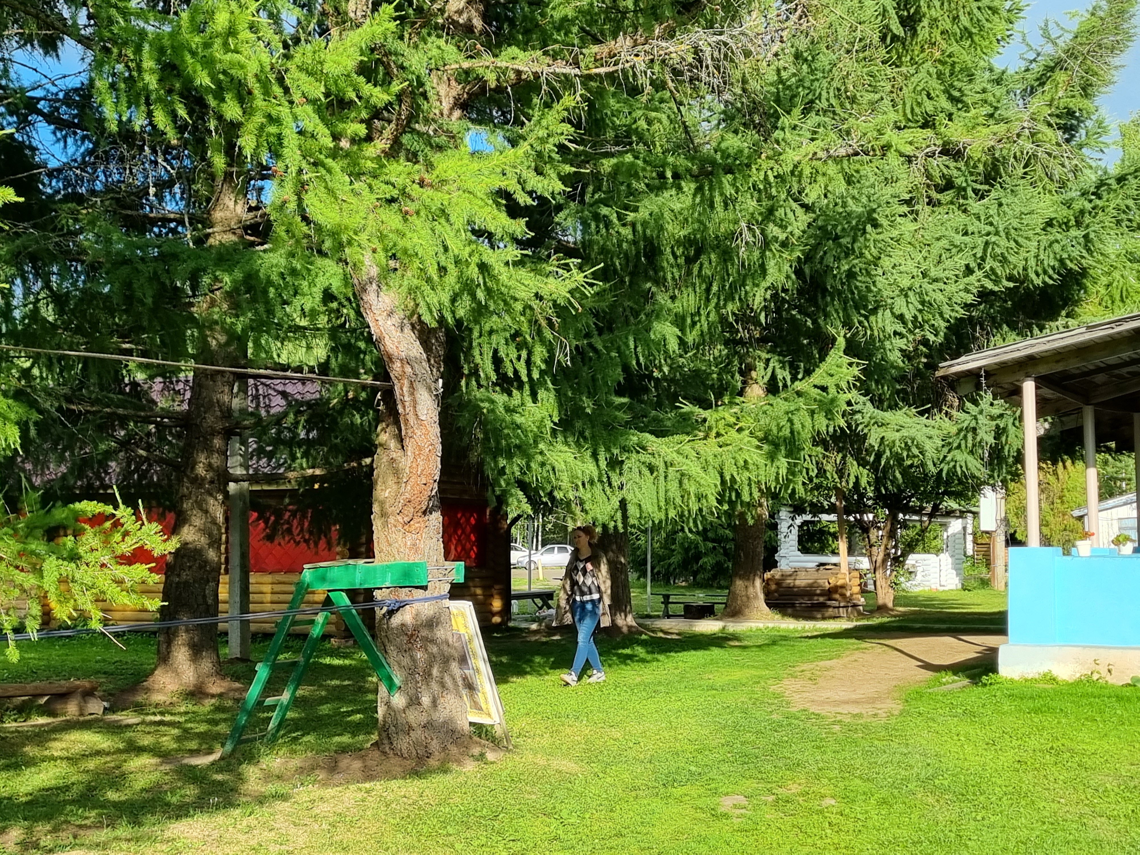 Фото Золотой фазан