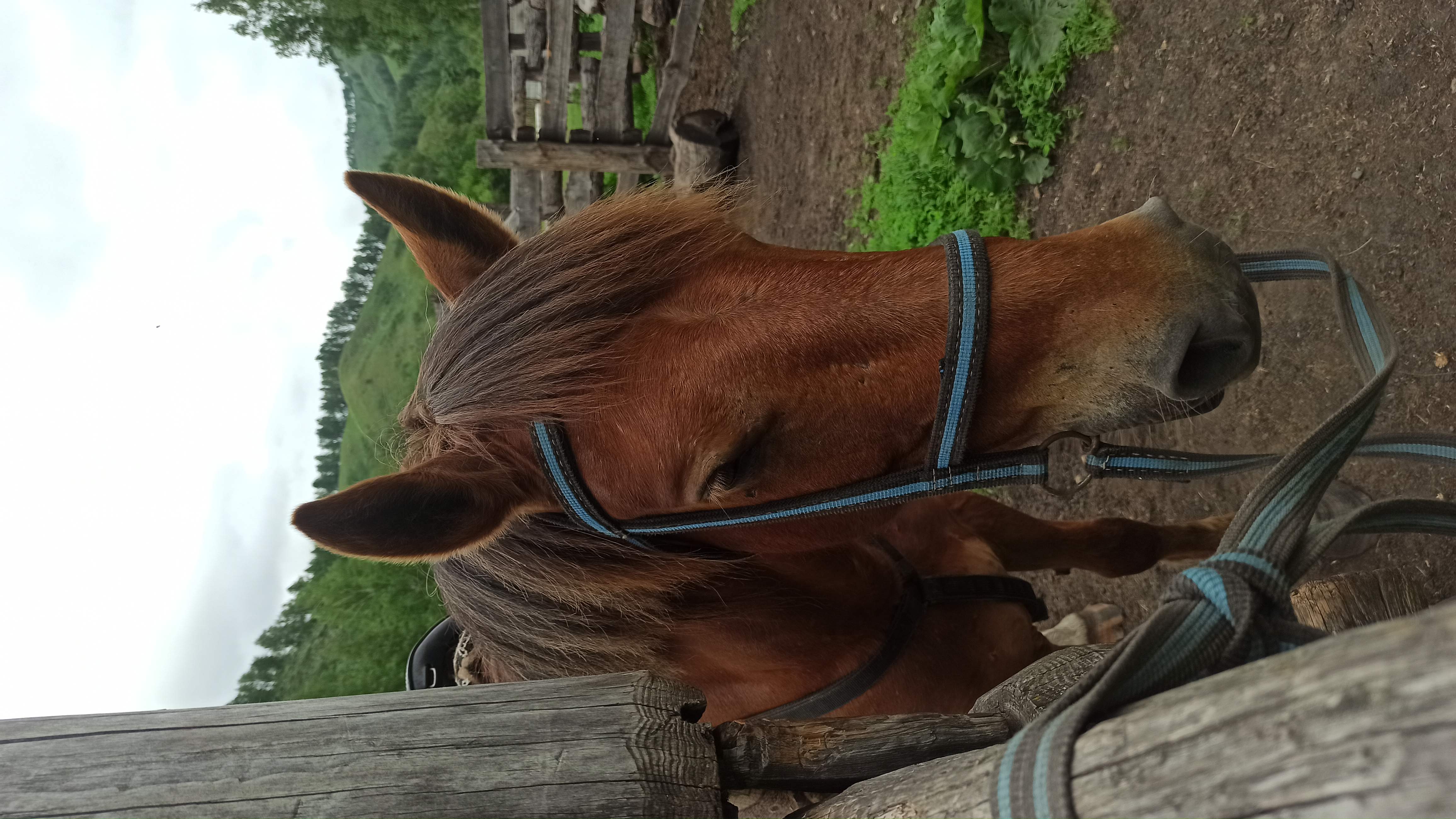 Фото Чедоев привал