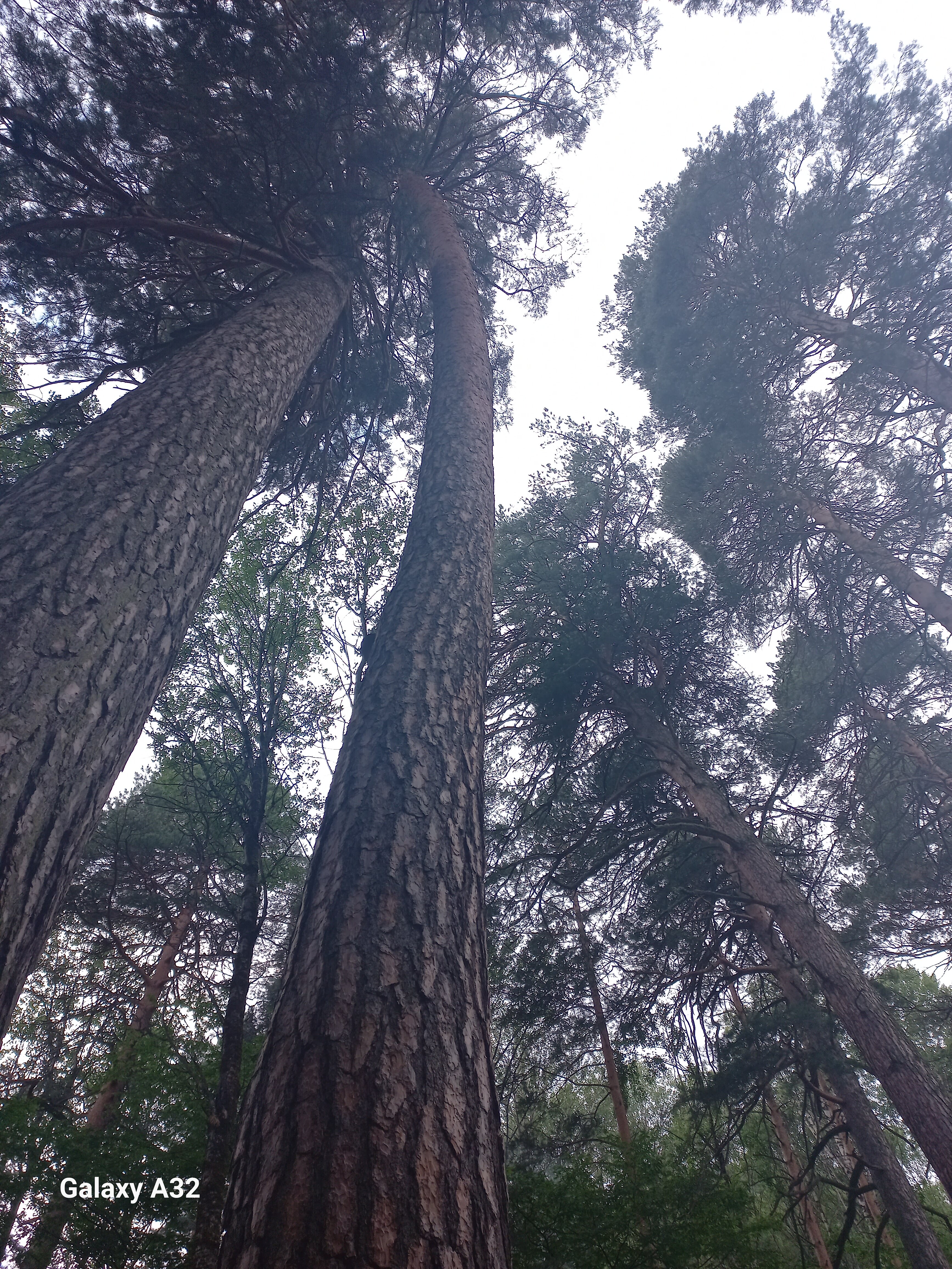 Фото Три Медведя