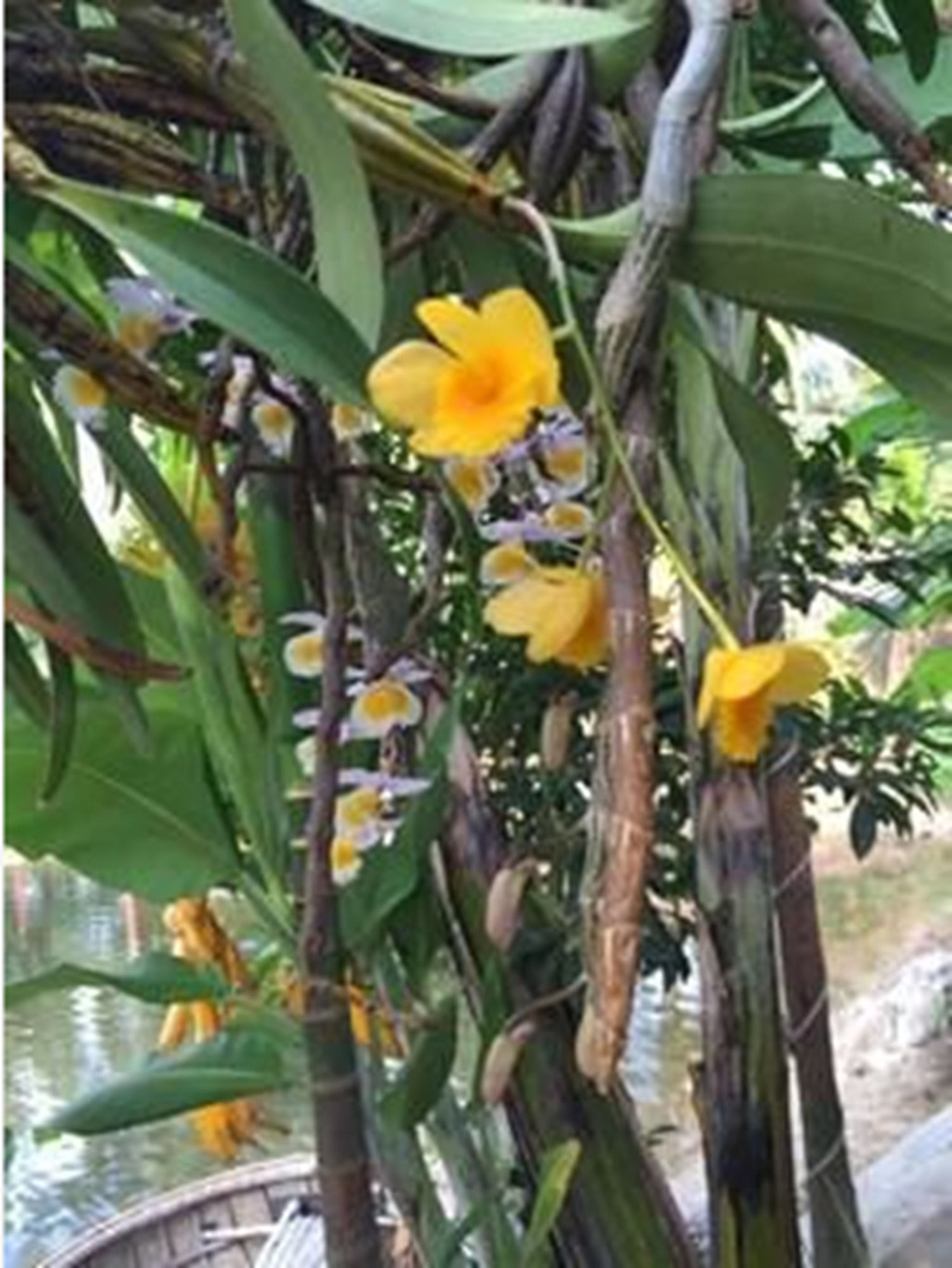 Фото Water Palm Villas