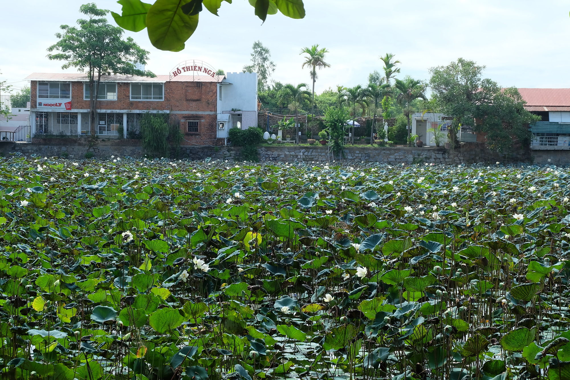 Фото Dai Long Hotel