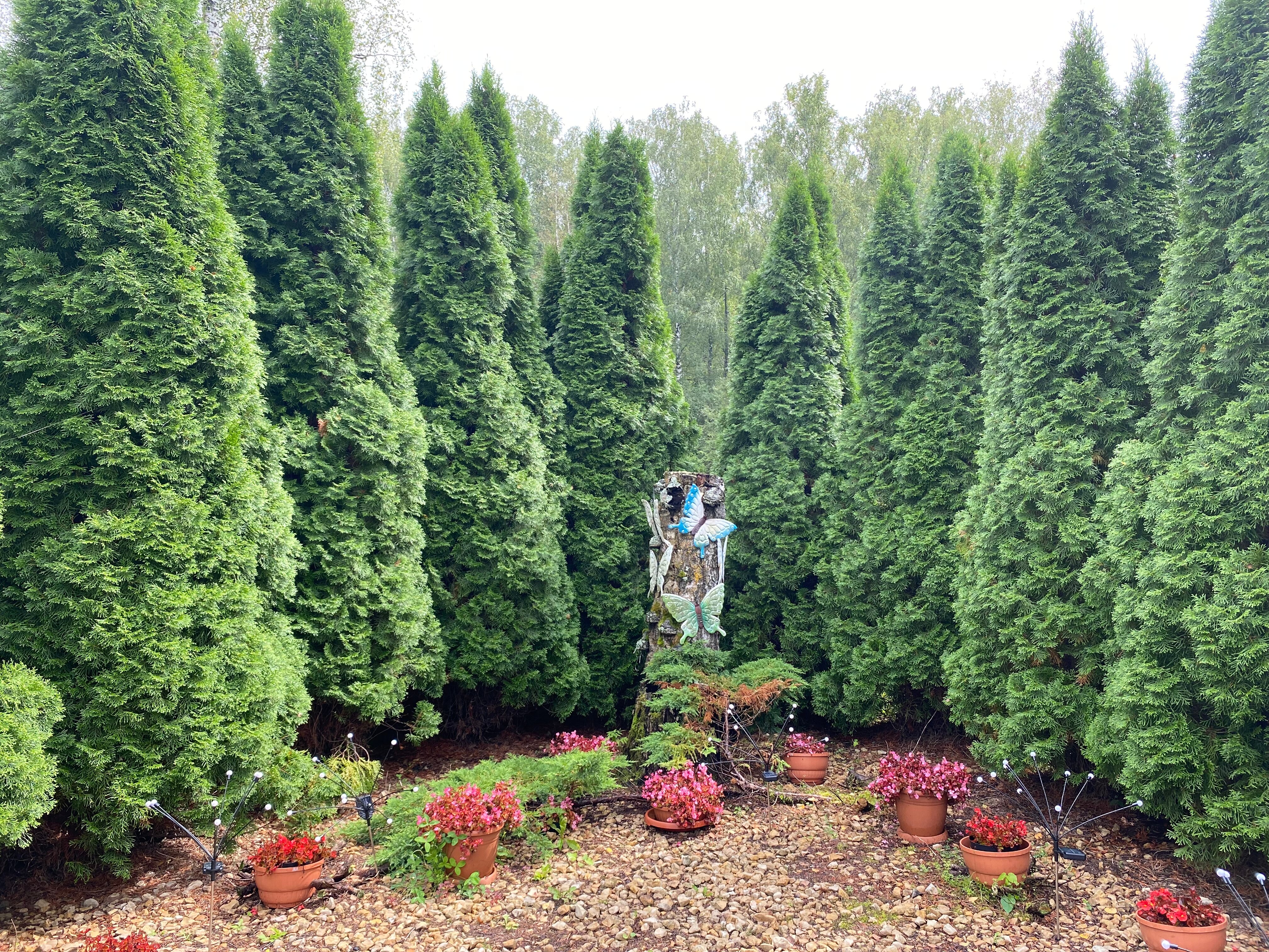 Фото Ясная Поляна