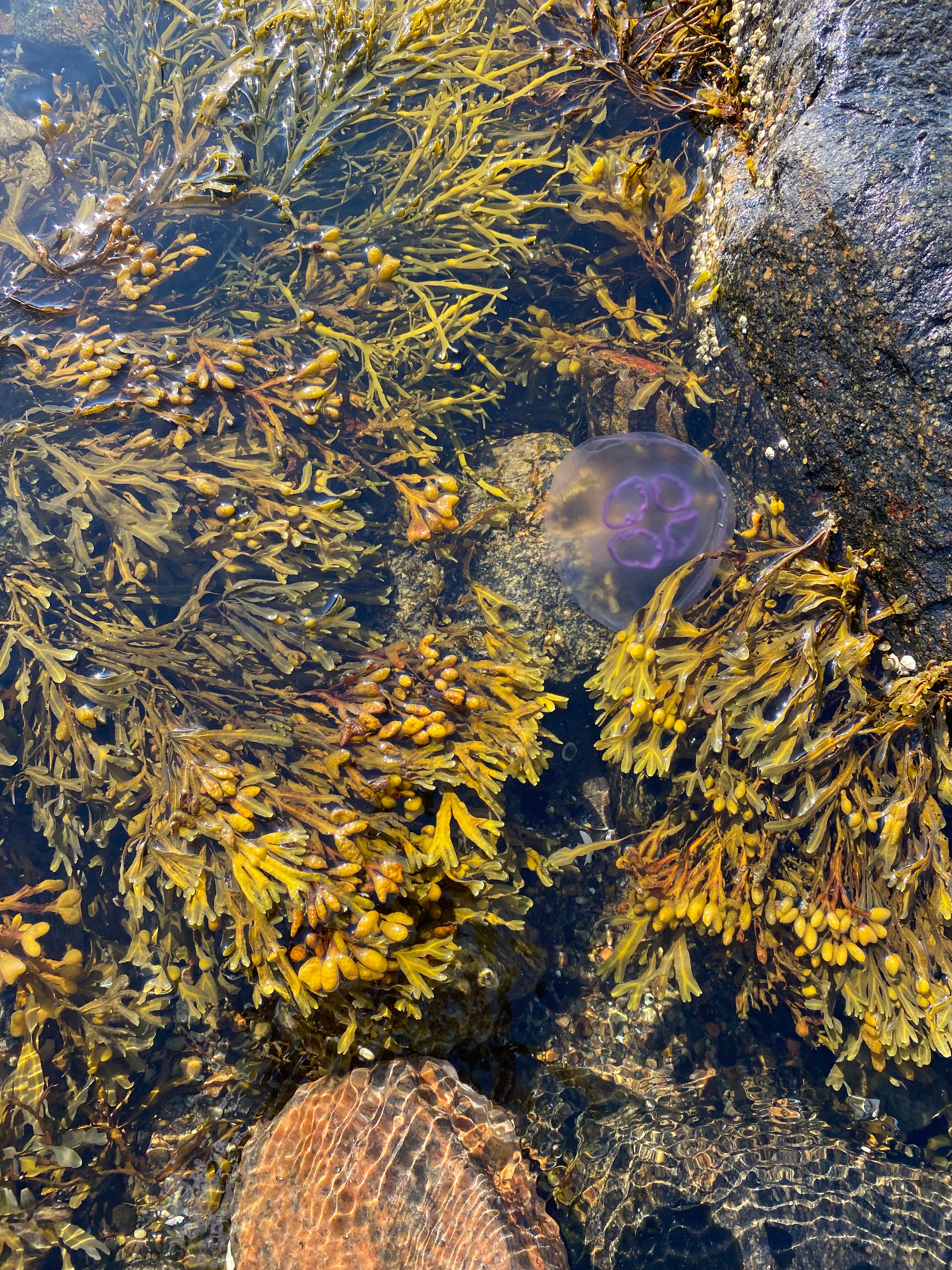 Фото Cedar Grass Белое море