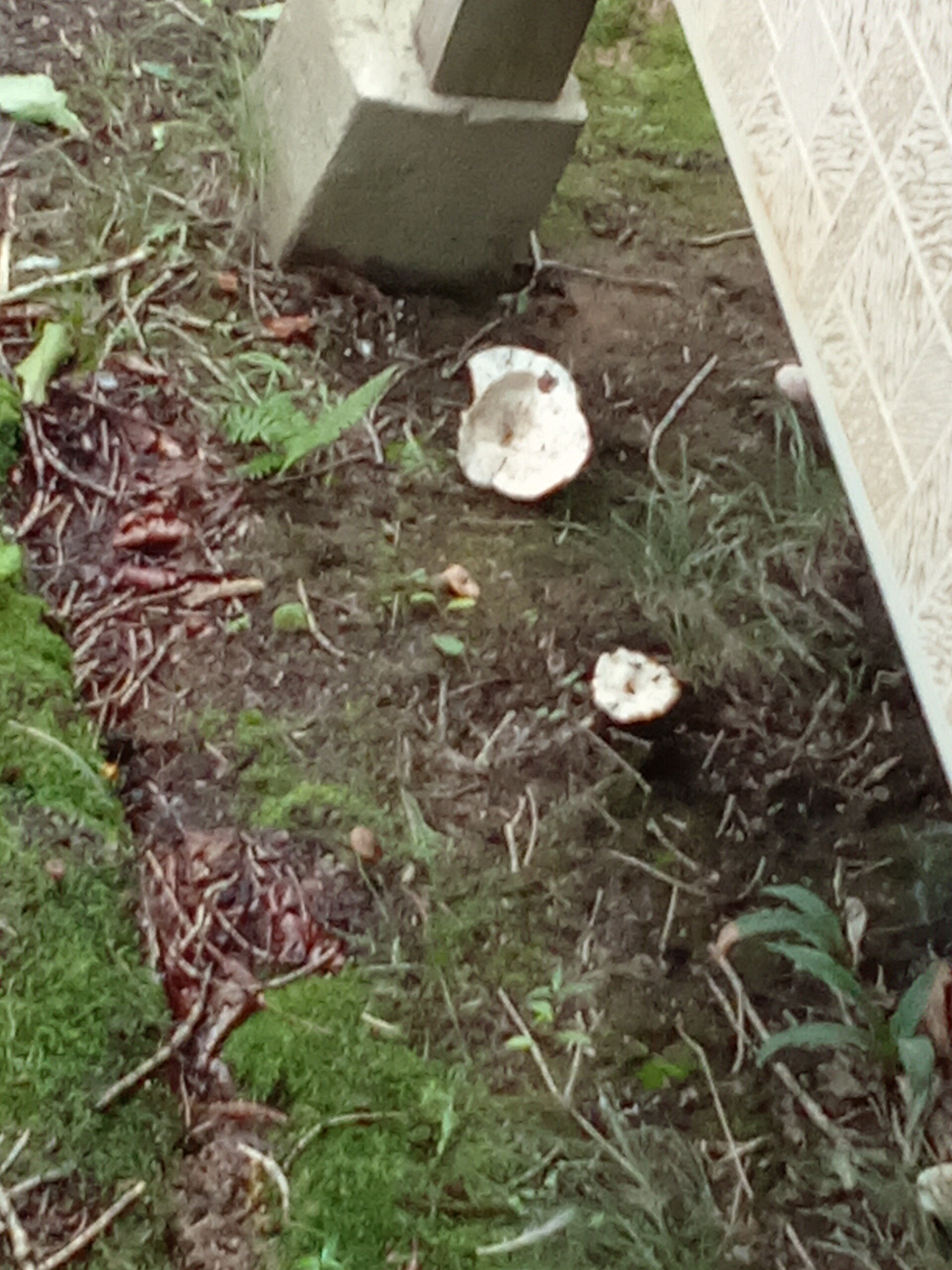 Фото Ковчег