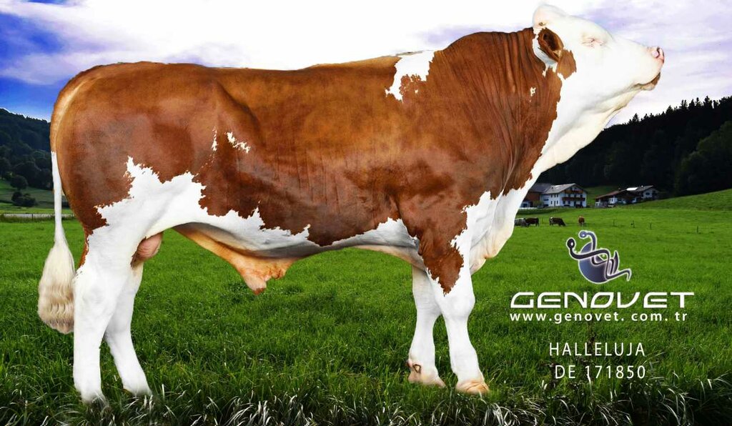 Intensive animal farming Genovet Genetik, Samsun, photo