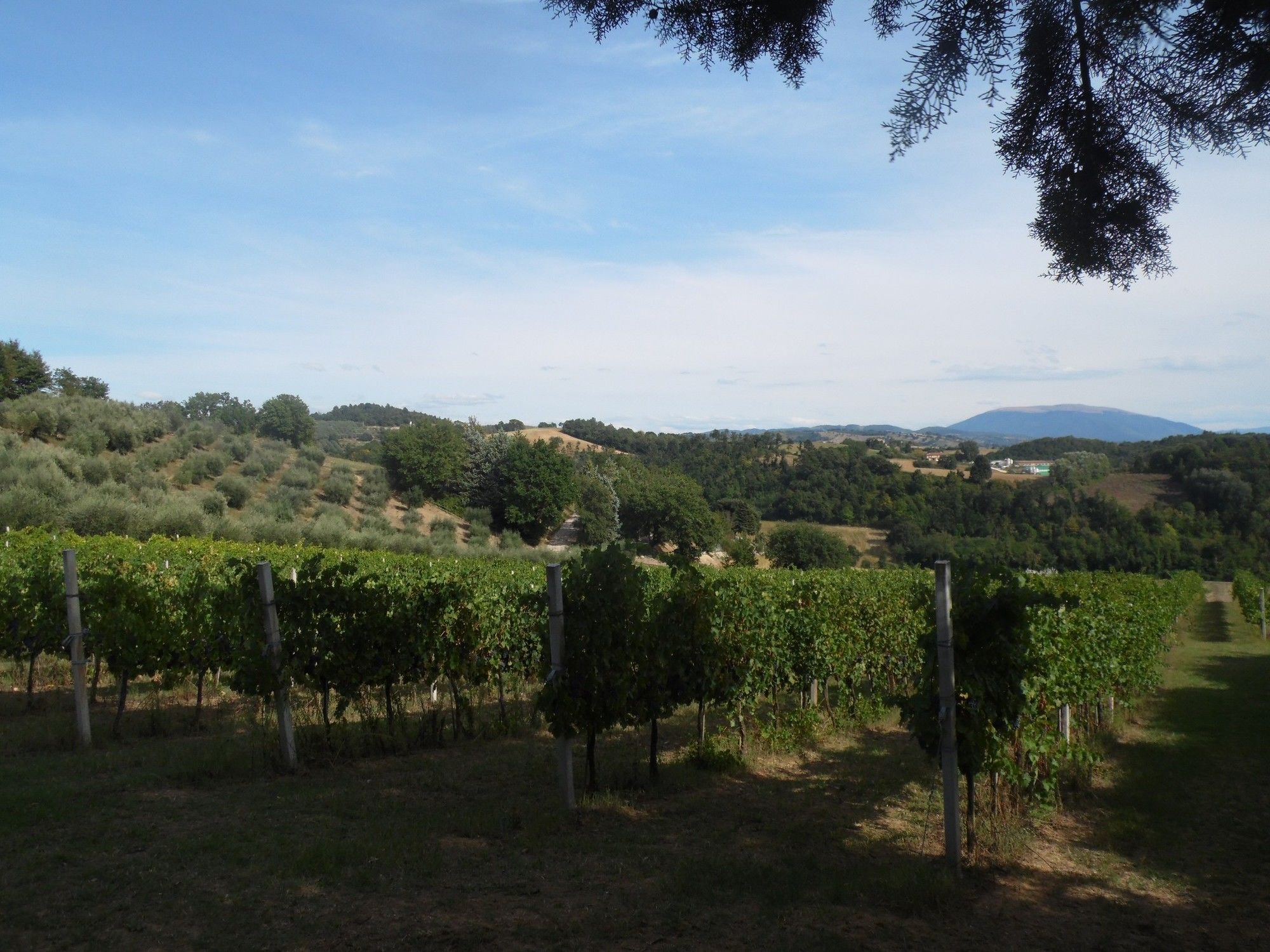 Фото Podere Caldaruccio La Pineta